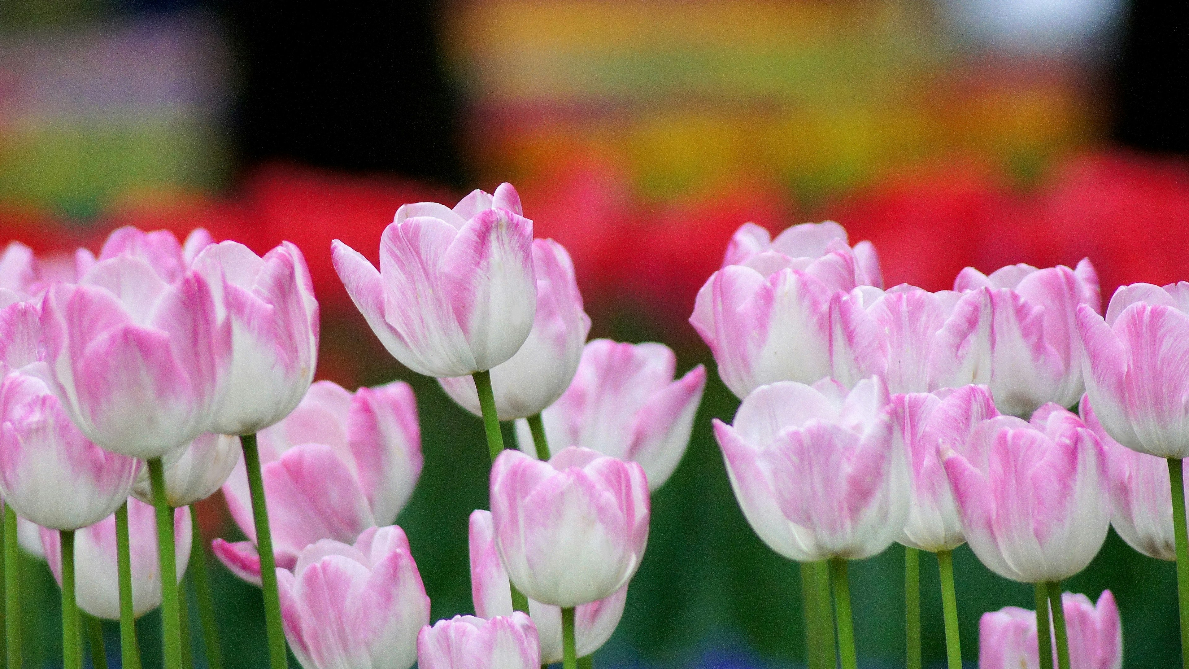 A field of colorful tulips featuring pink and white tulips in the foreground