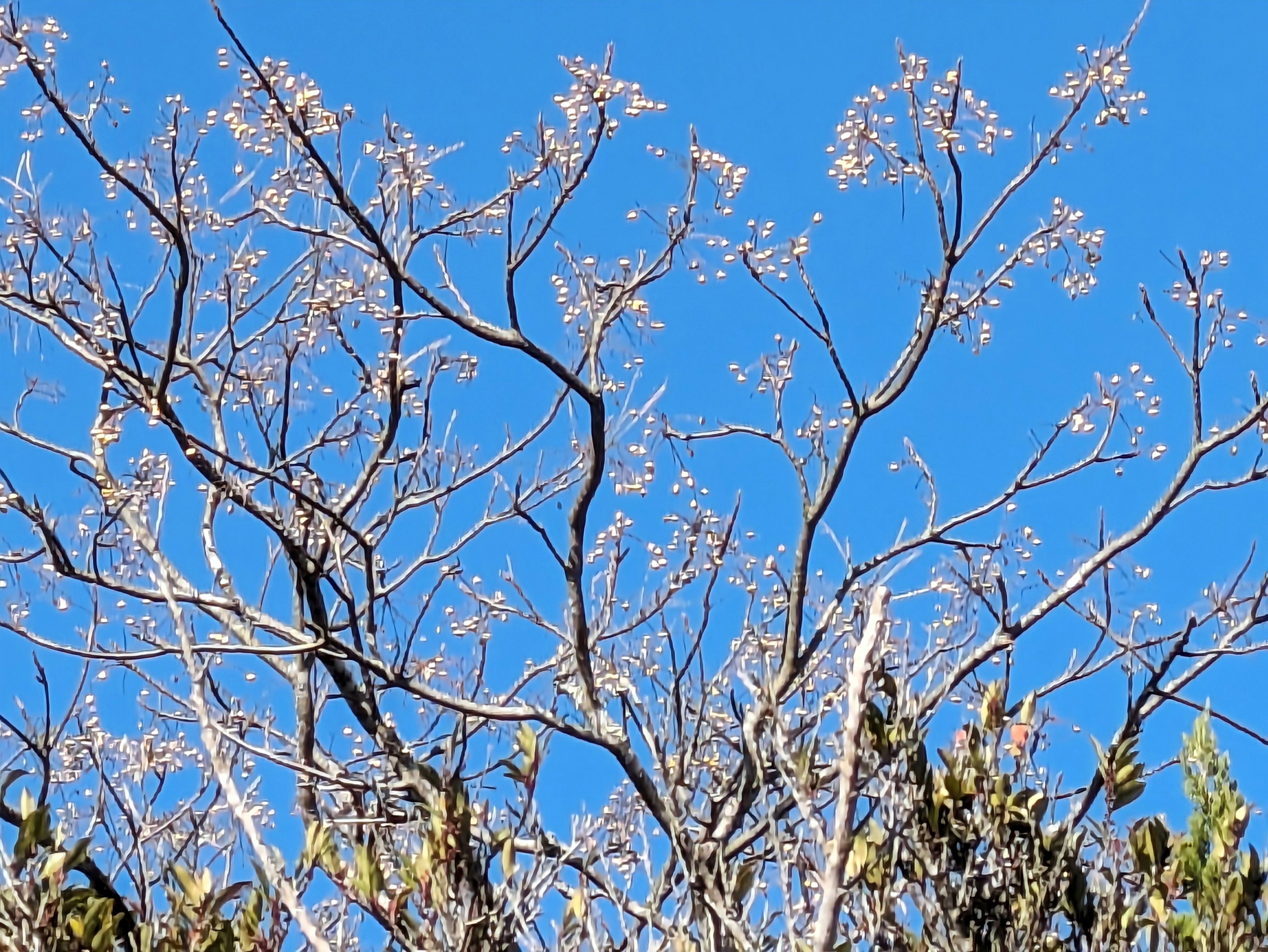 Zarte Blumen blühen an dünnen Ästen vor blauem Himmel