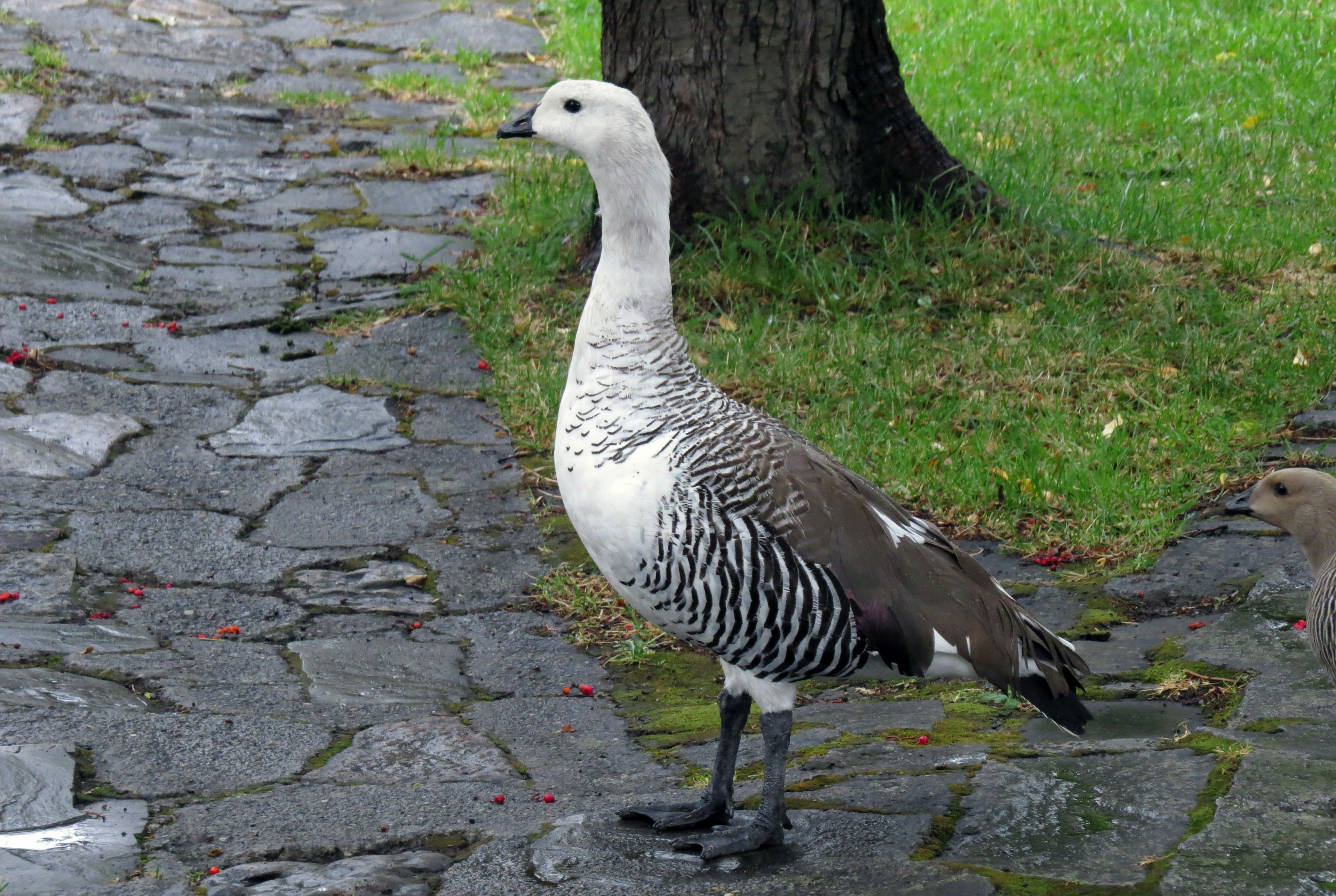 白い体と黒い縞模様のある鳥が石畳の上に立っている