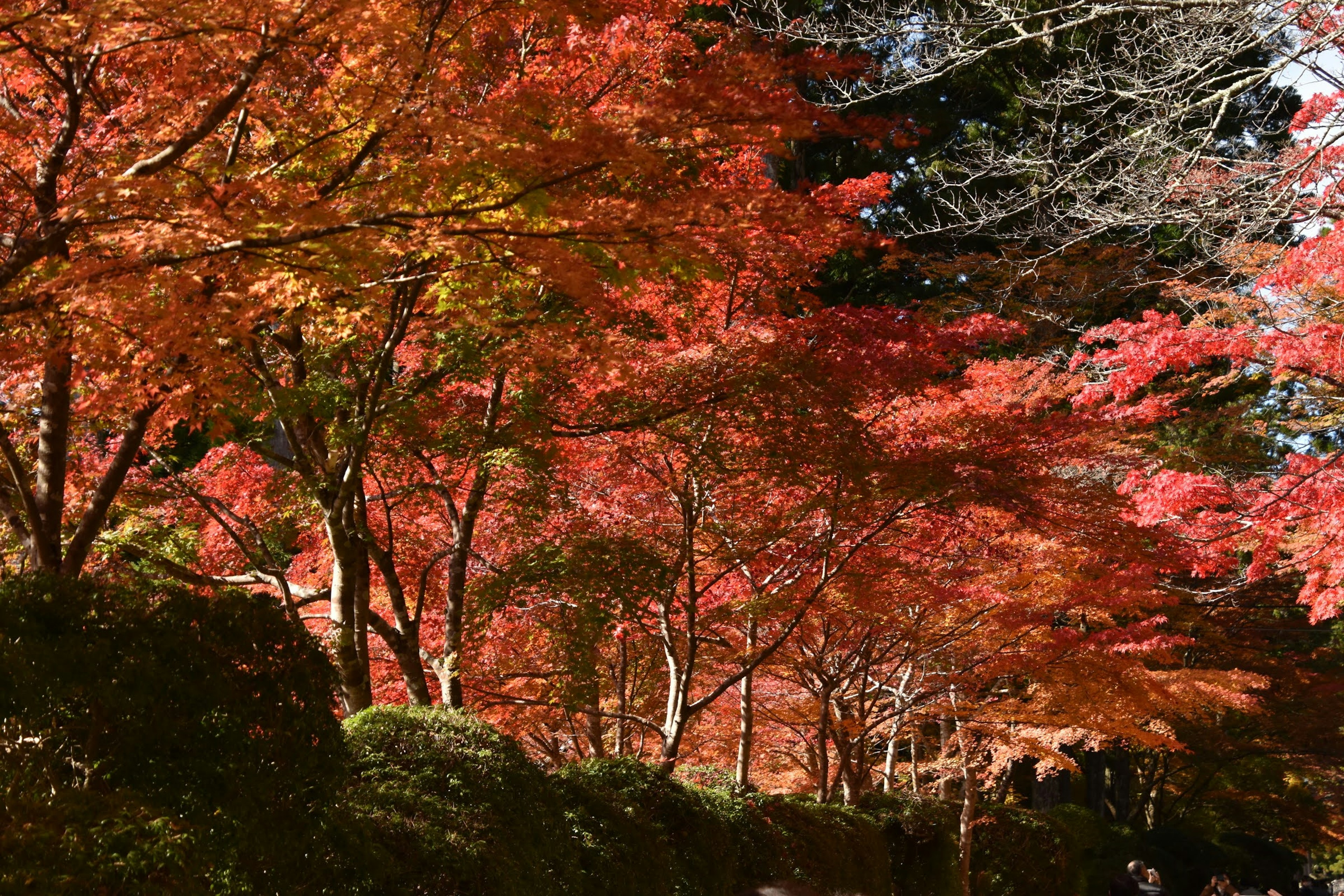 赤く色づいた紅葉の木々が並ぶ美しい風景