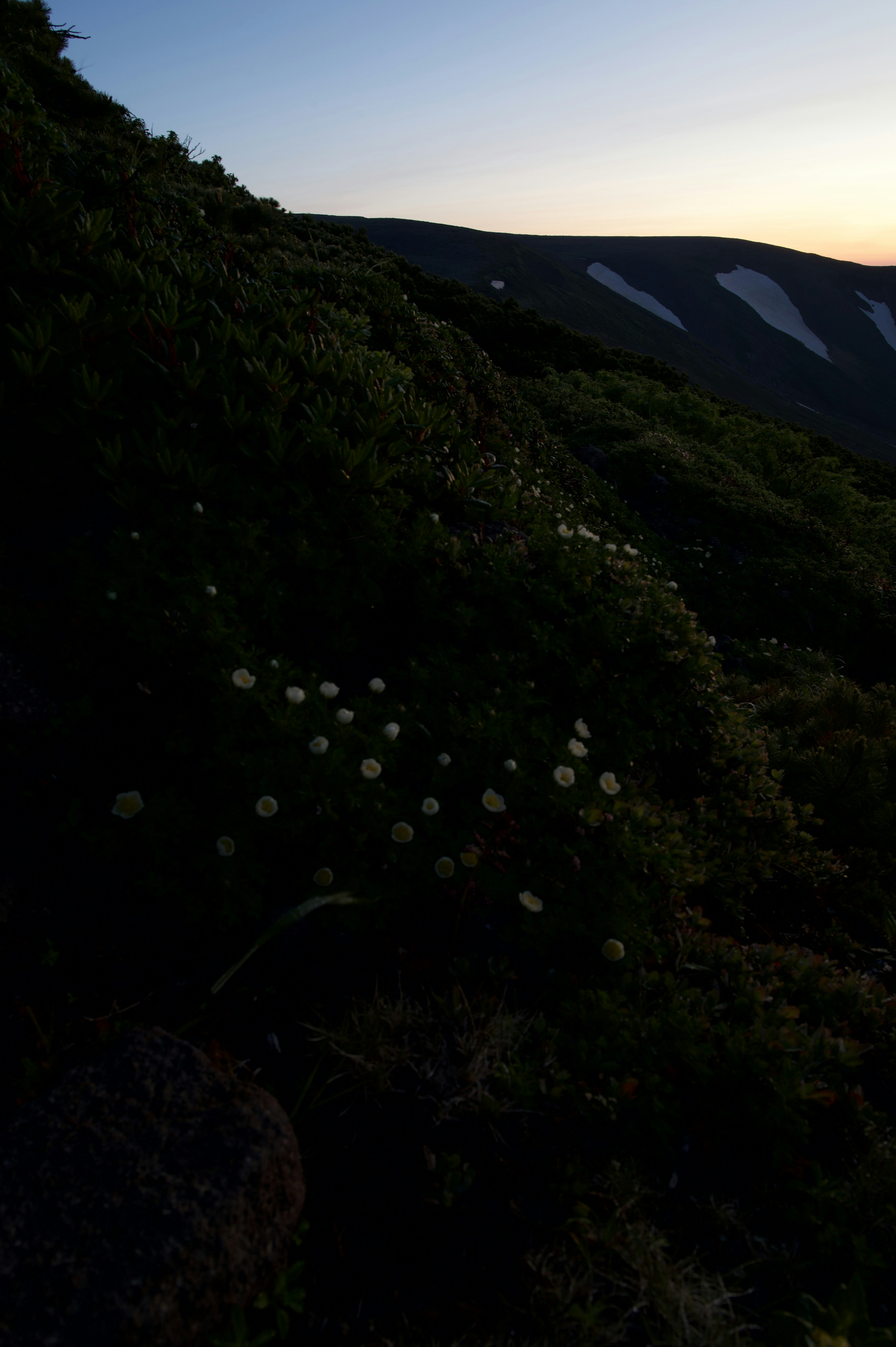 薄暗い夕暮れの中に白い花が点在する緑の草地