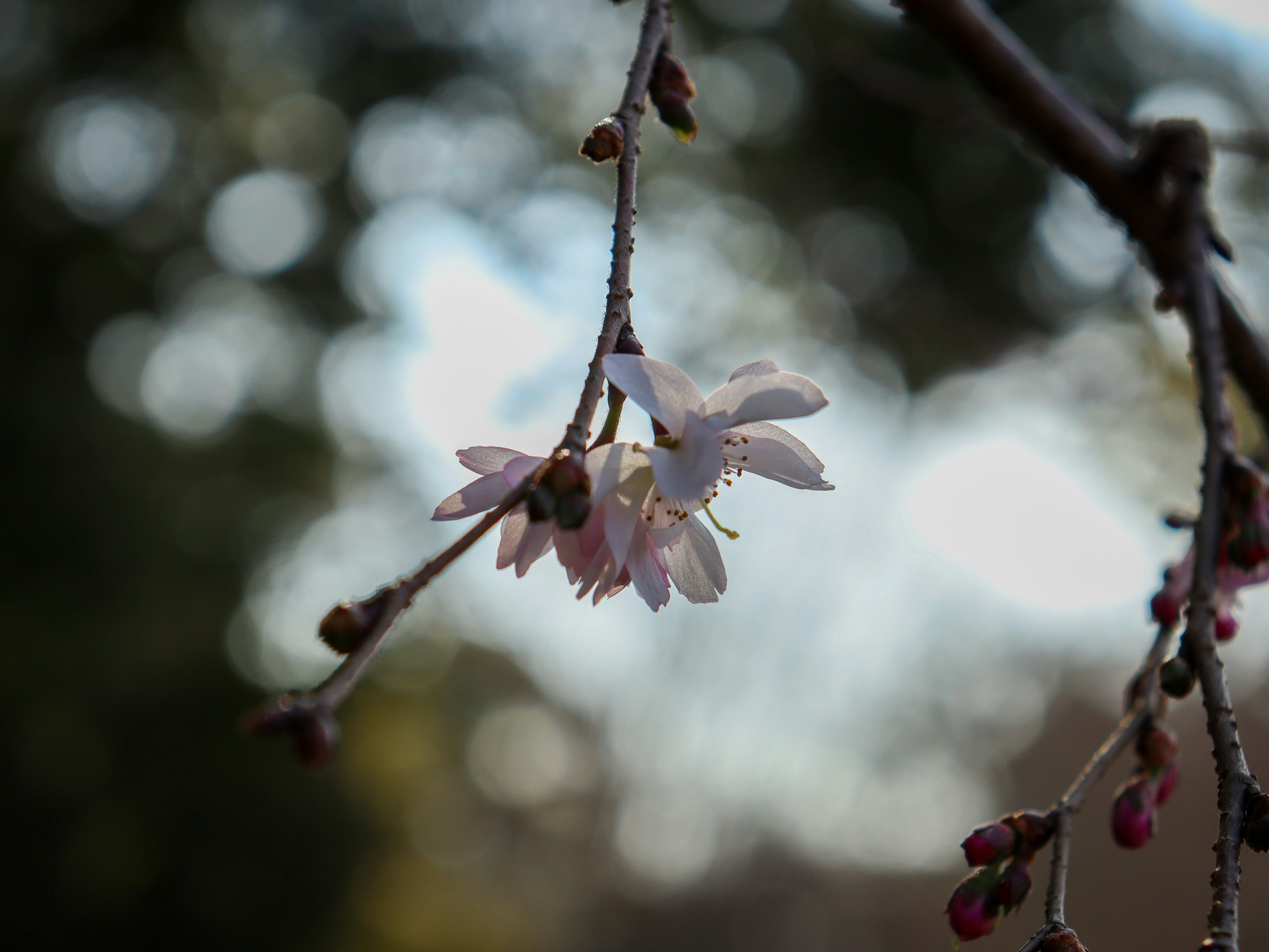 桜の花が咲いている枝のクローズアップ背景はぼんやりとした緑色