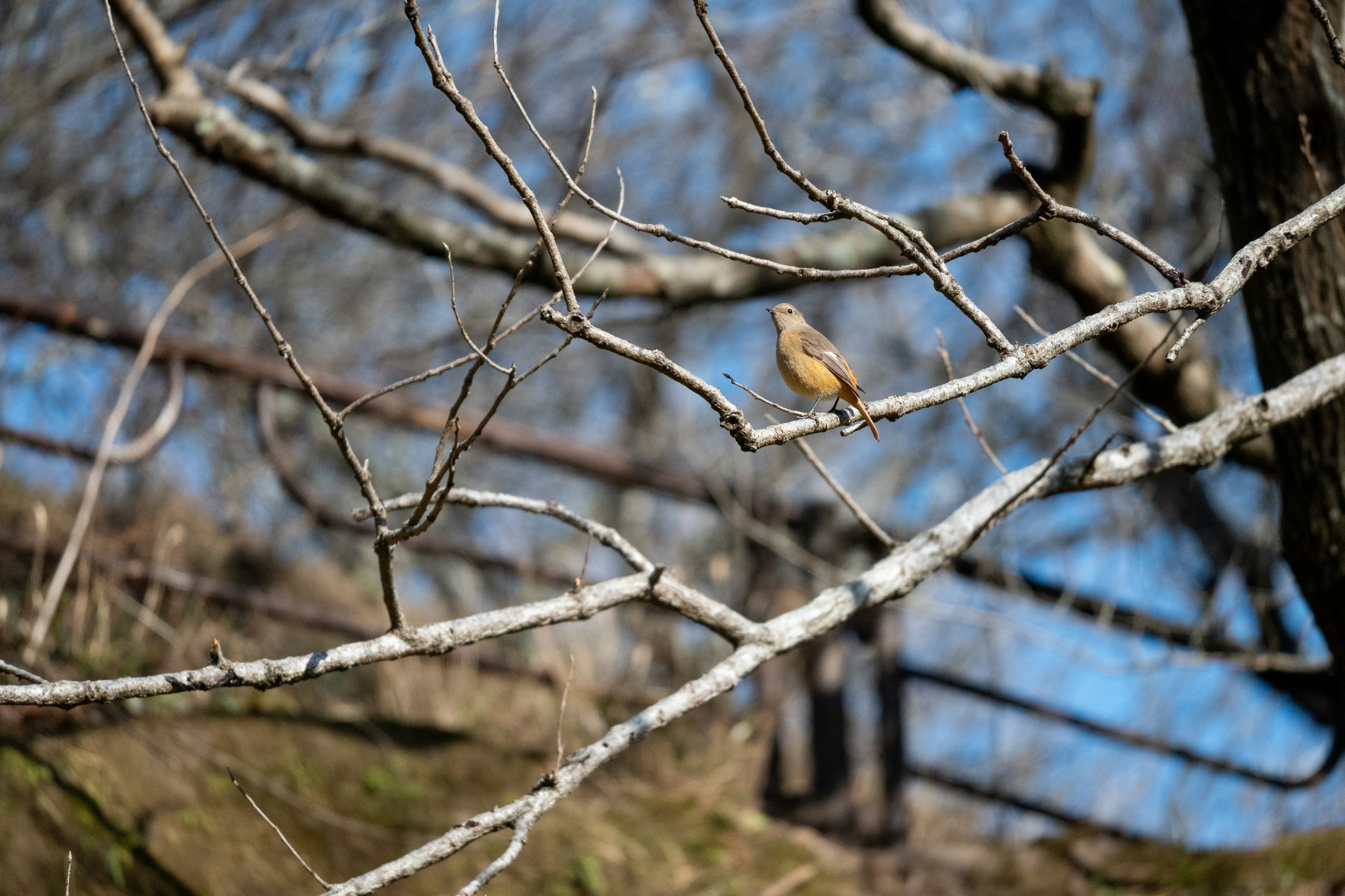 Un petit oiseau perché sur une branche sous un ciel bleu