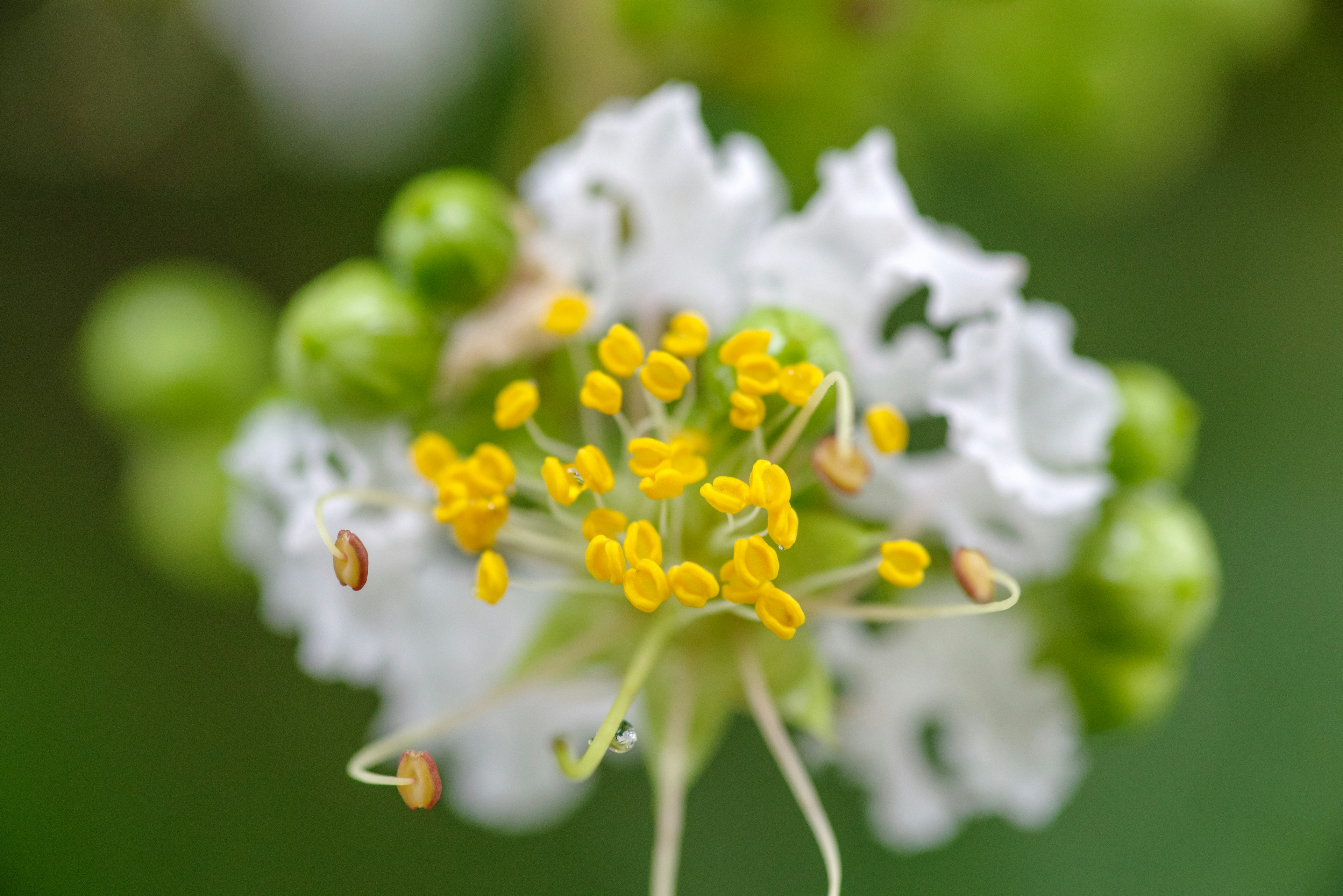 白い花と黄色い花粉の中心が特徴的な植物のクローズアップ