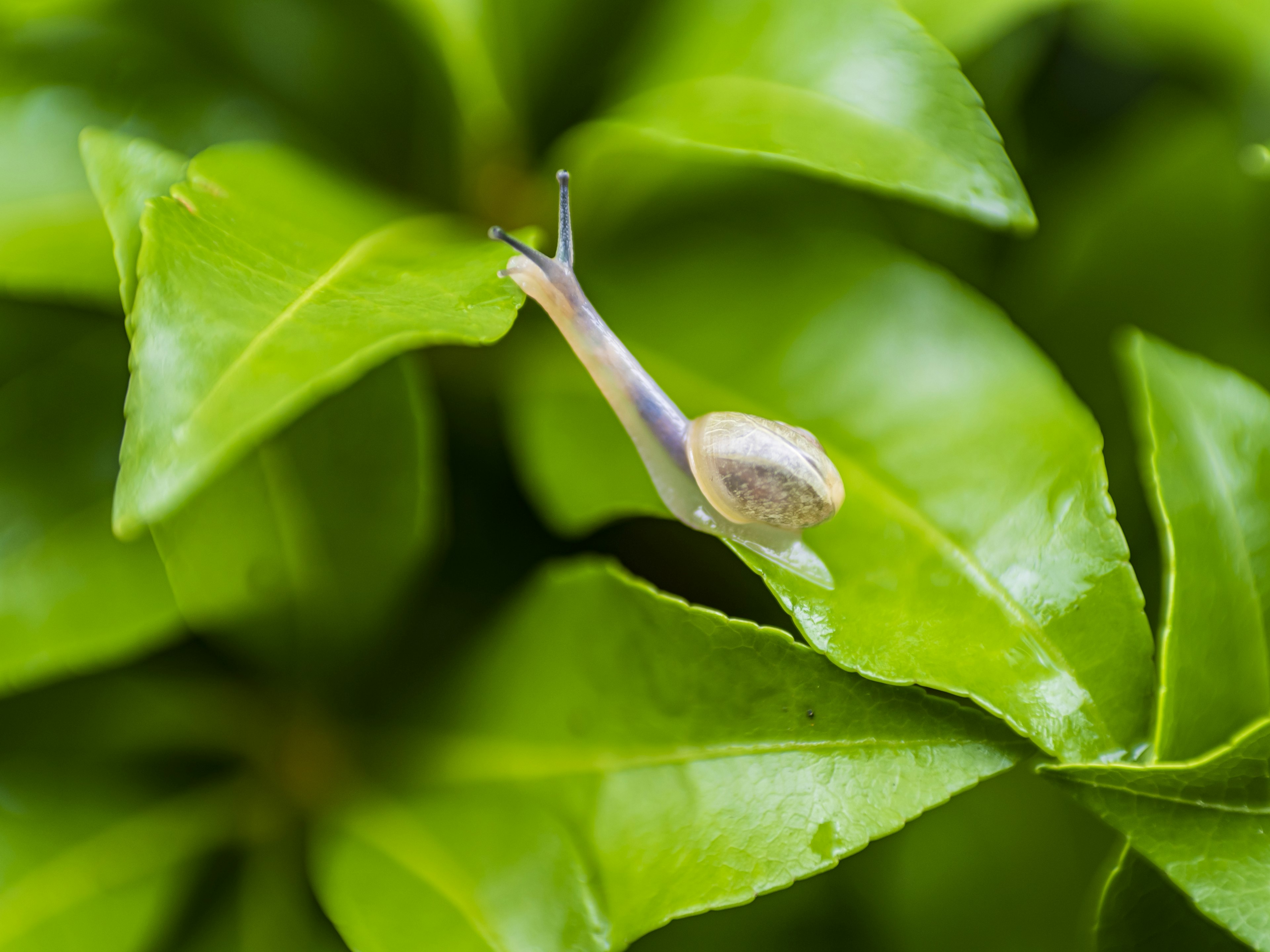 Kedekatan siput kecil yang merangkak di atas daun hijau