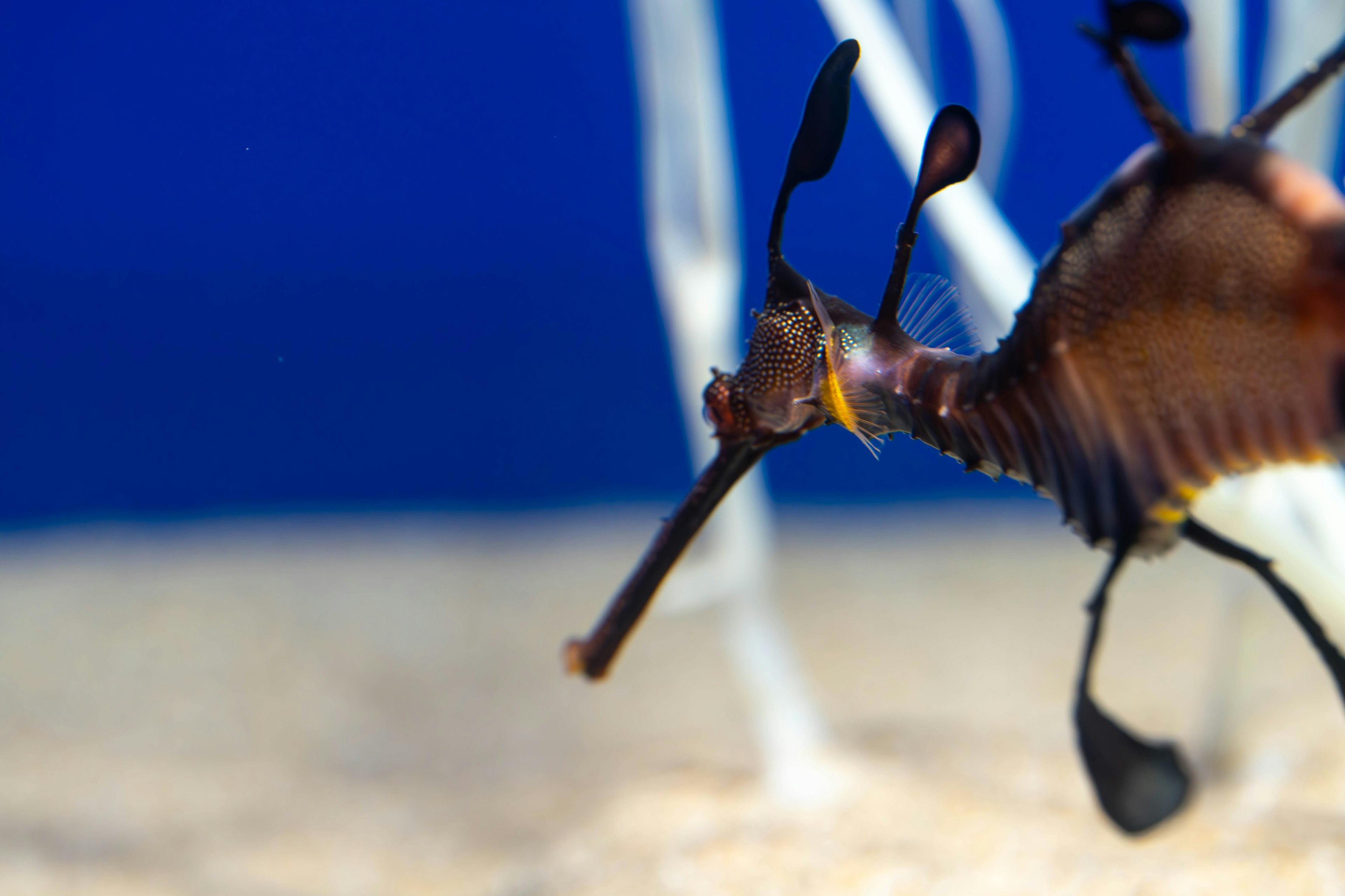 Un caballito de mar conocido como dragón folioso nadando contra un fondo azul