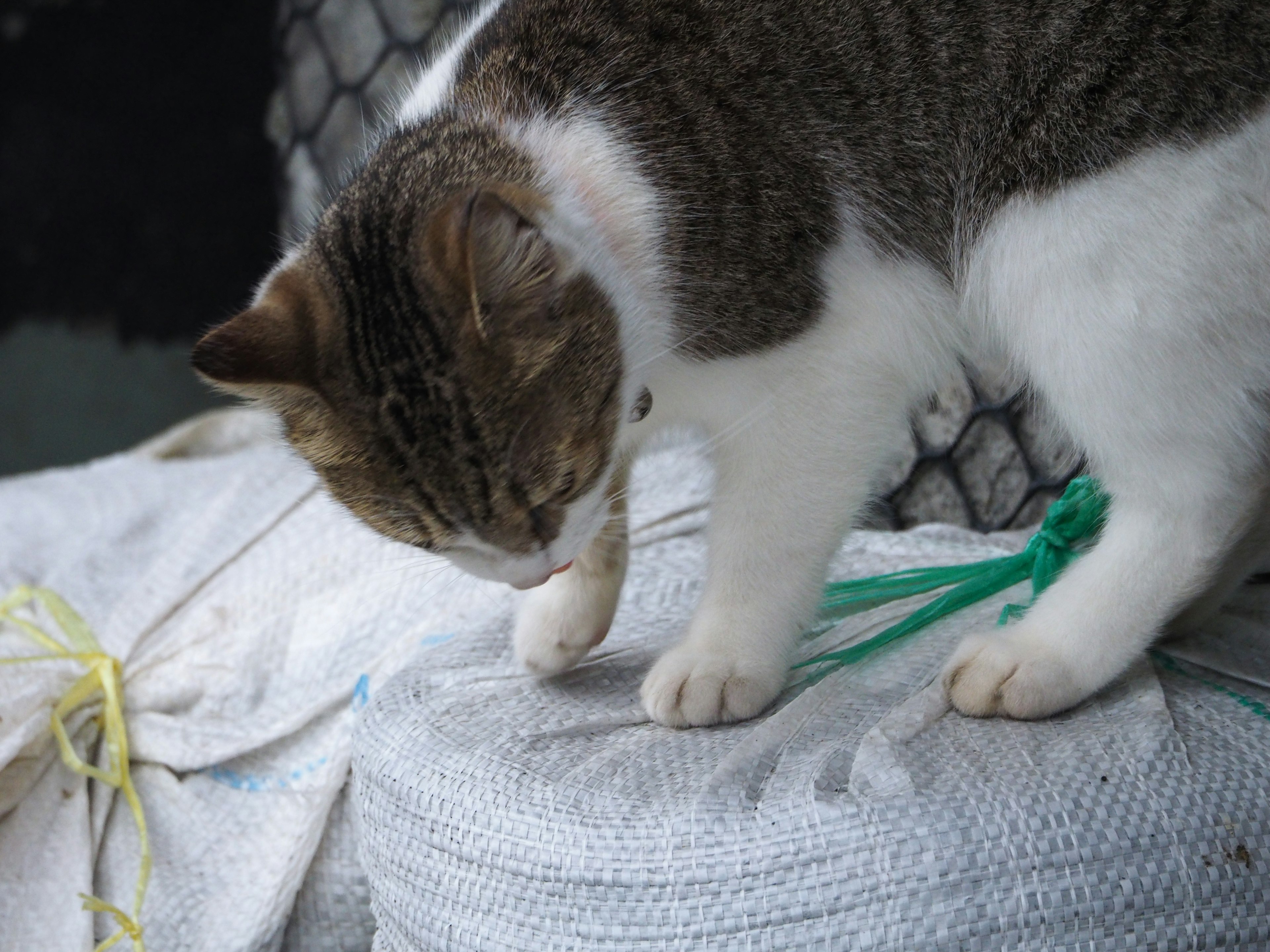 Gato sentado sobre una bolsa con ataduras verdes y amarillas