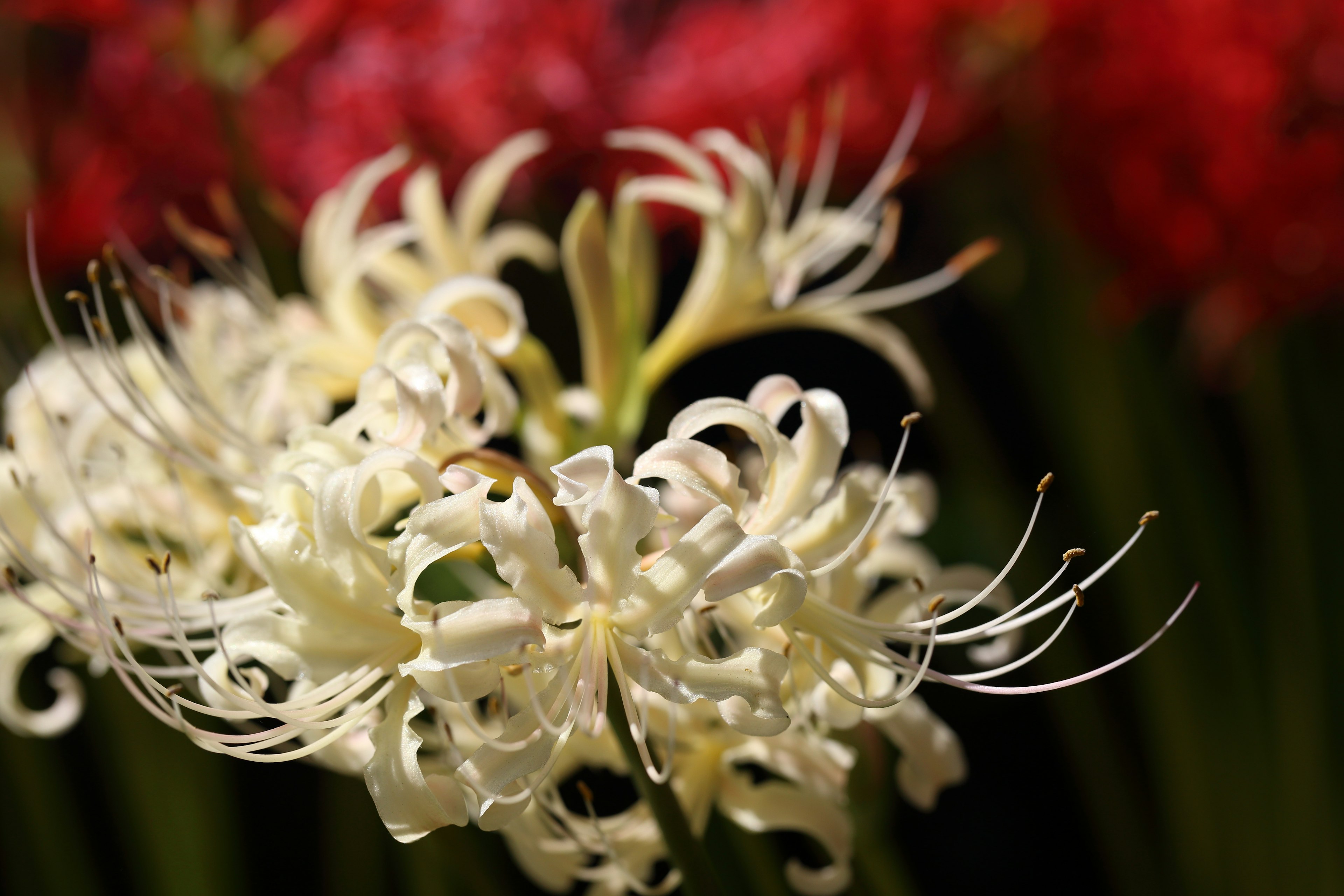 Nahaufnahme einer weißen Blume mit komplexen Formen und zarten Blütenblättern rote Blumen im Hintergrund