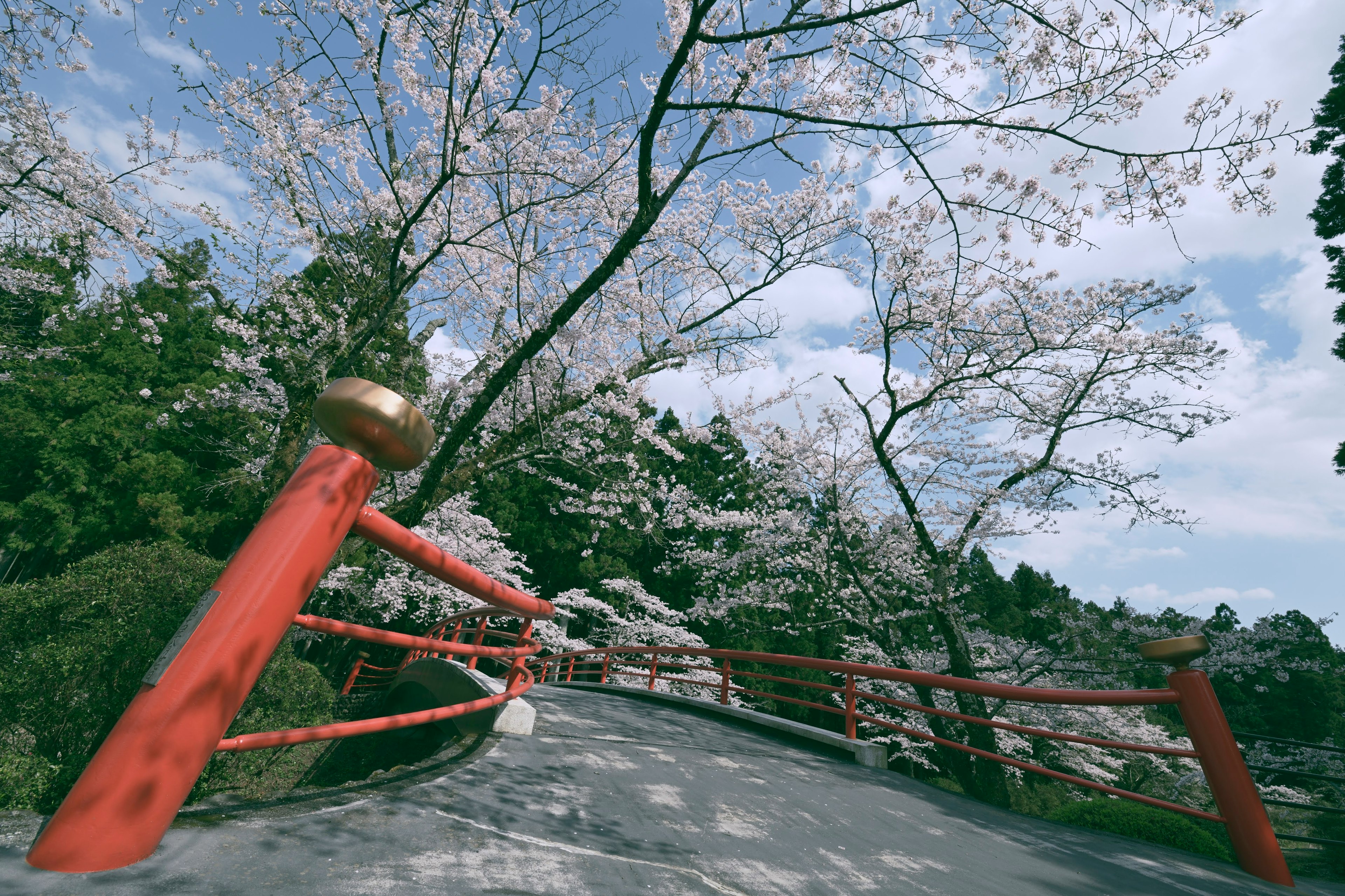 Pemandangan taman dengan pohon sakura dan jembatan merah