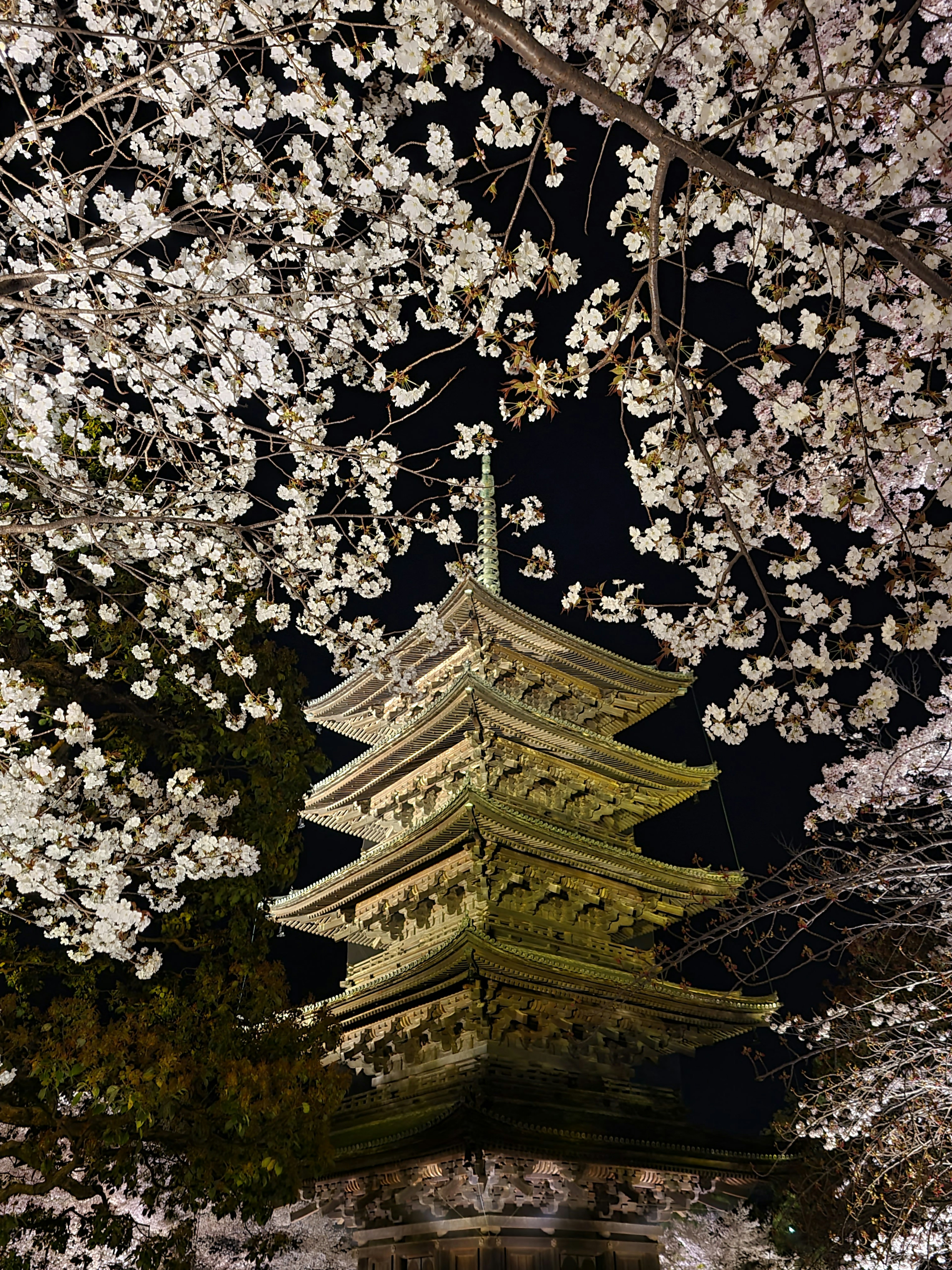 夜桜の下にある五重塔の美しい景色