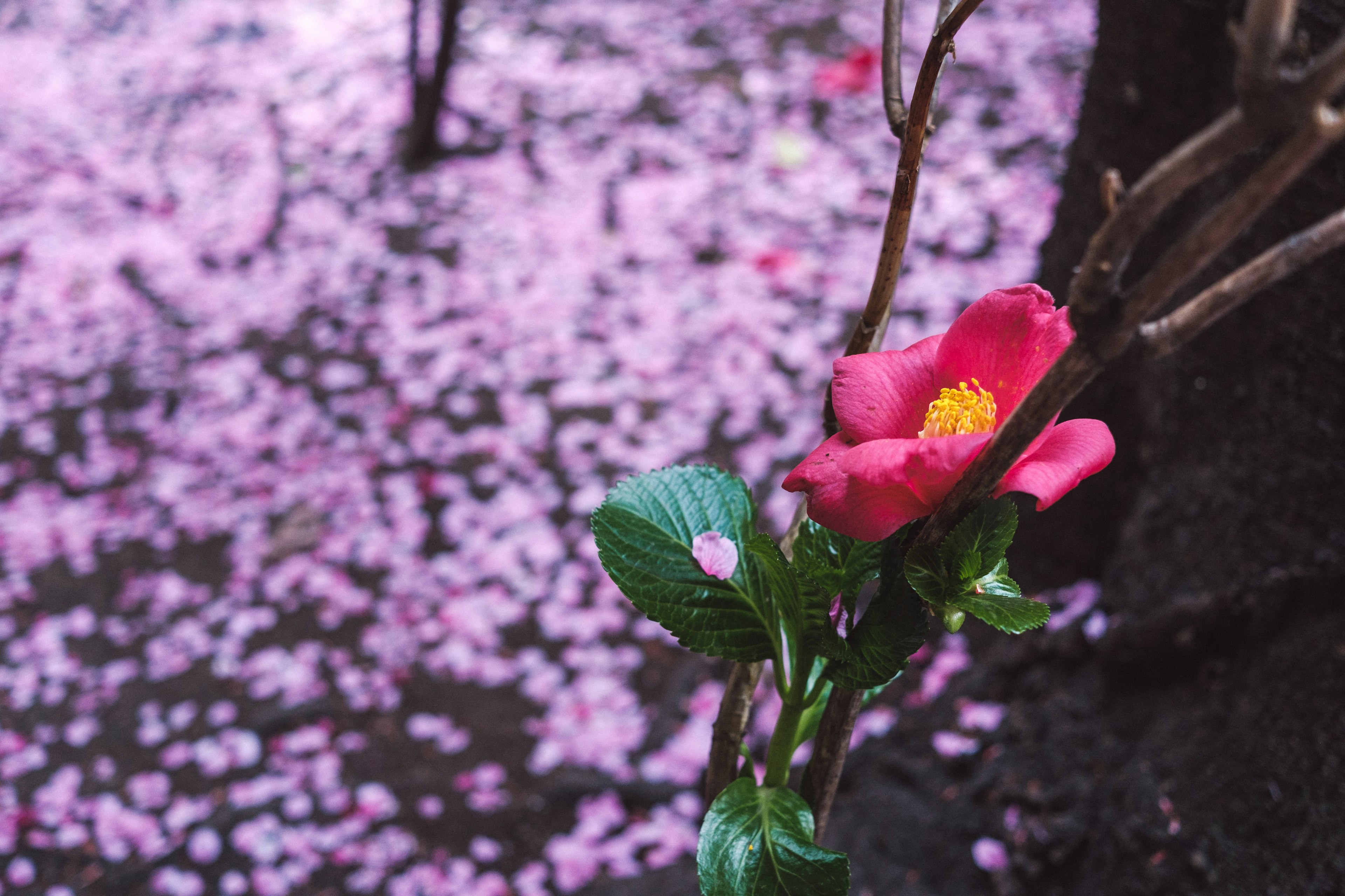 Red flower blooming above scattered pink petals on the ground