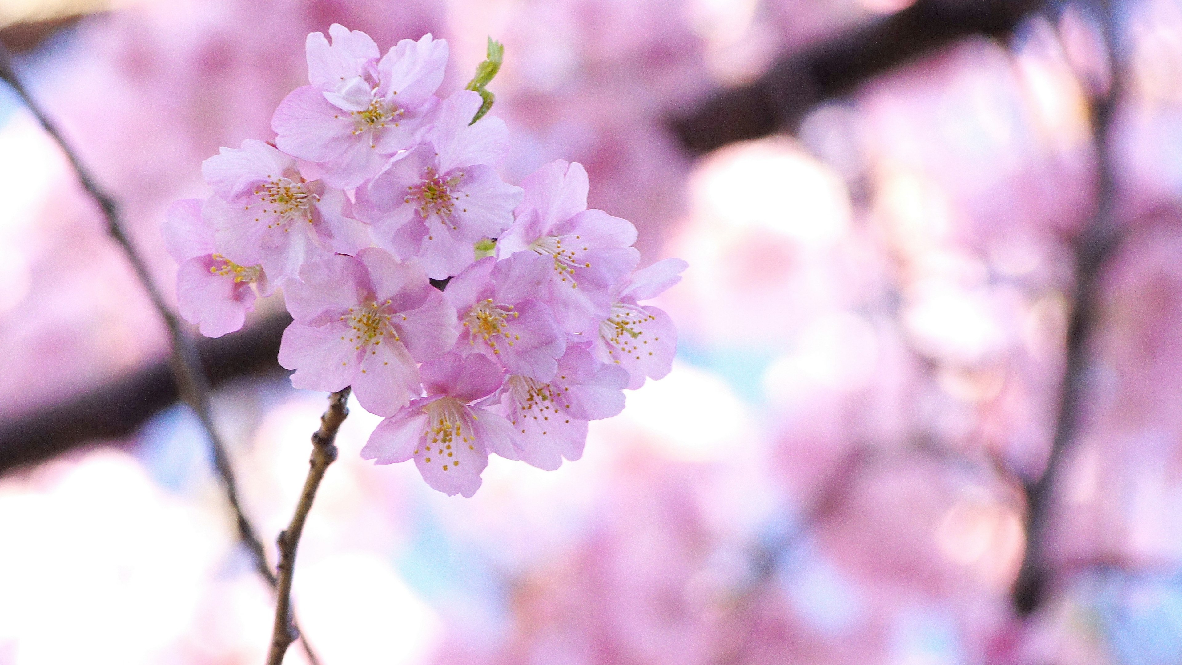 Close-up of delicate pink cherry blossoms on a branch