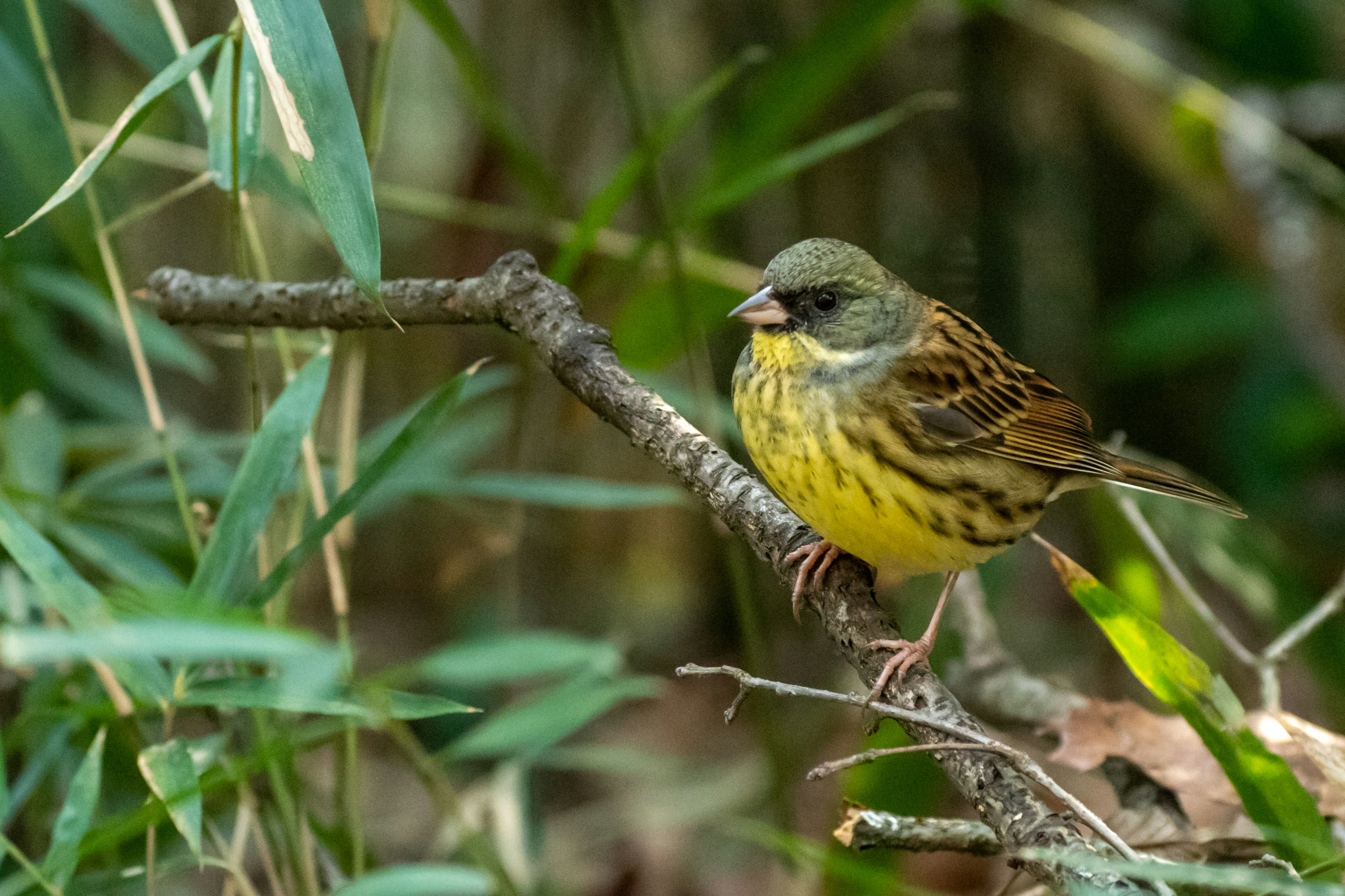 Gelbes Vogel auf einem Ast mit grünem Laub