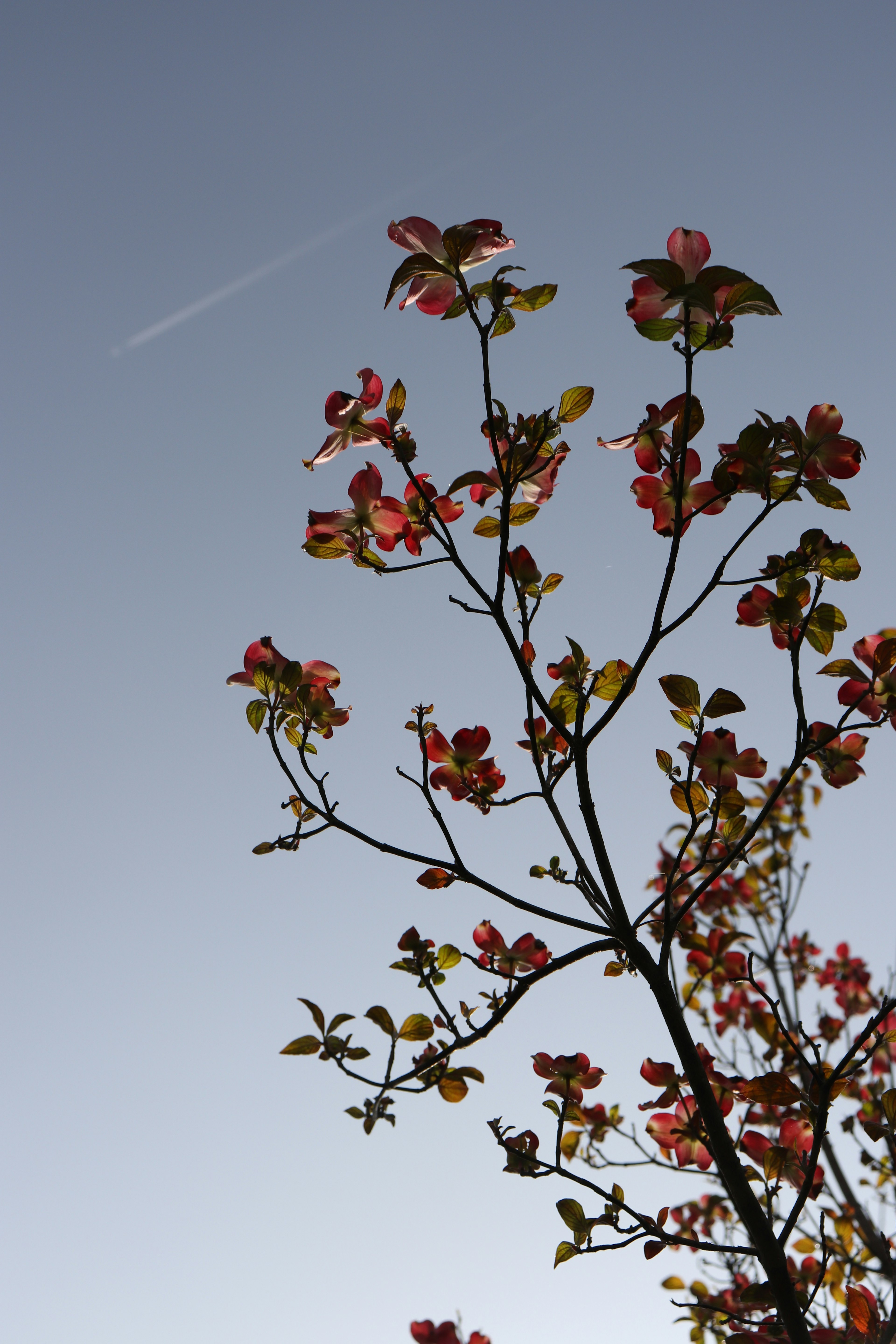 Äste eines Baumes mit herbstlichen Blättern vor einem blauen Himmel