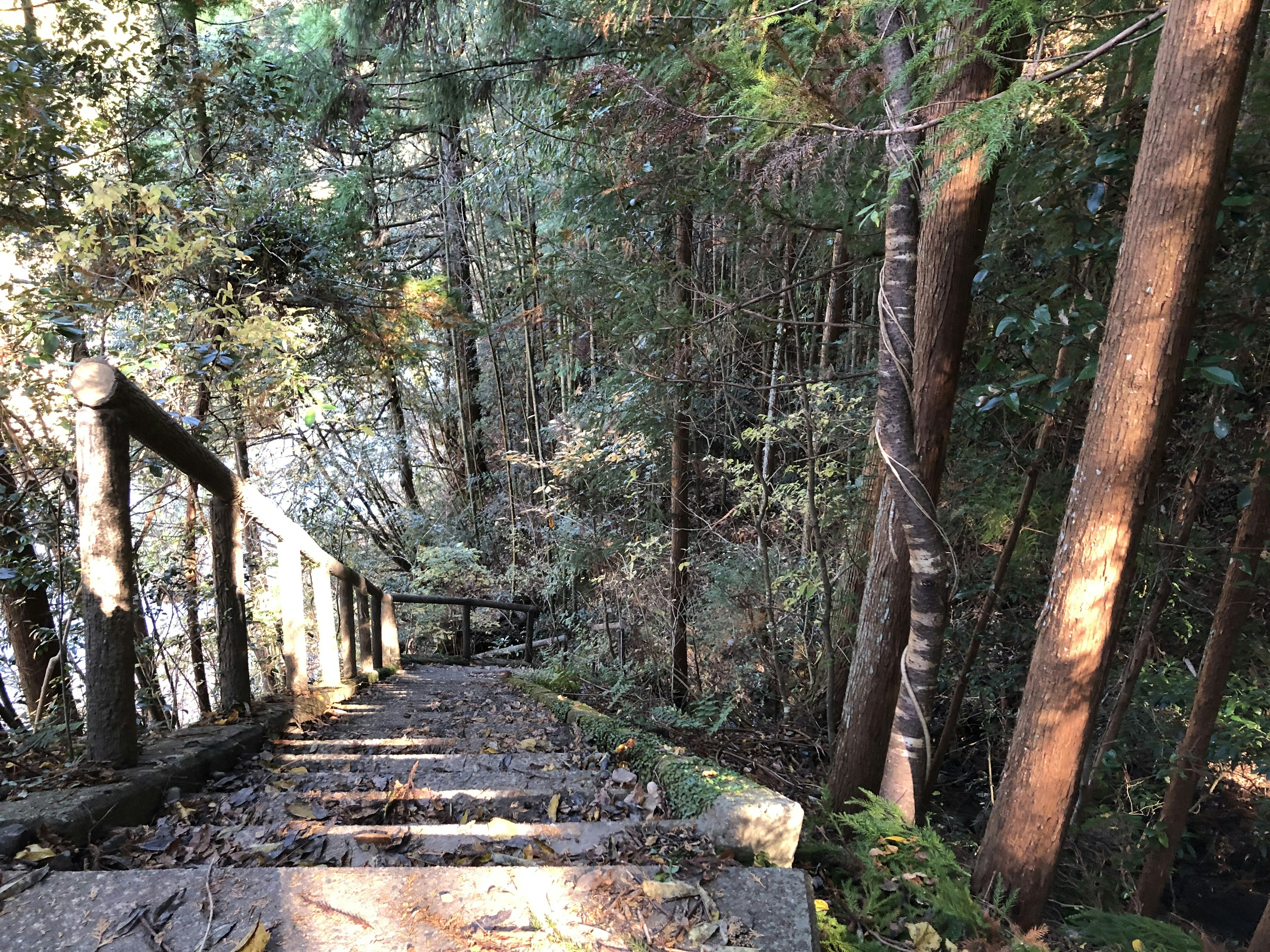 木の階段がある森の風景