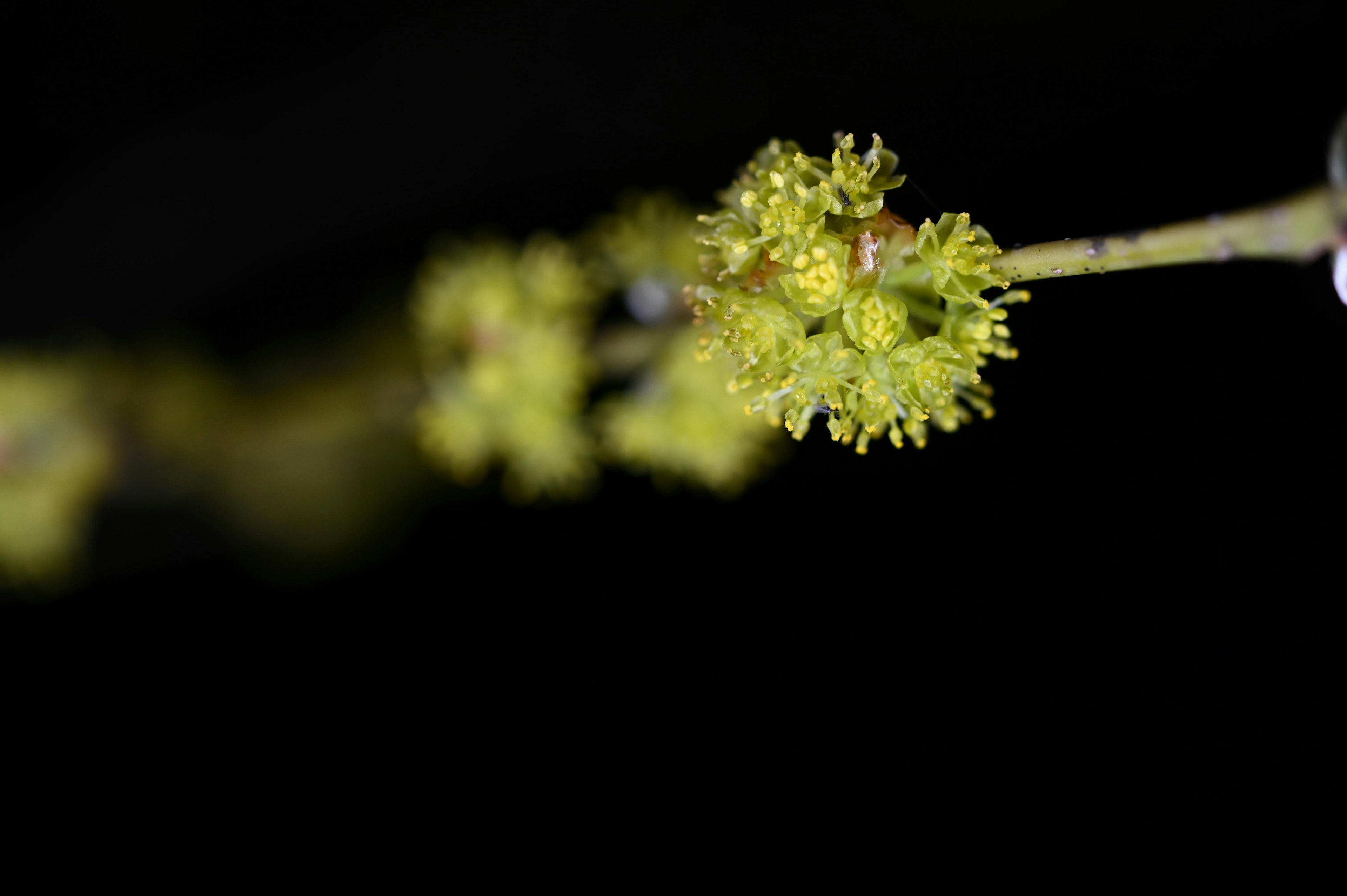 暗い背景に鮮やかな緑色の花が咲いている枝のクローズアップ