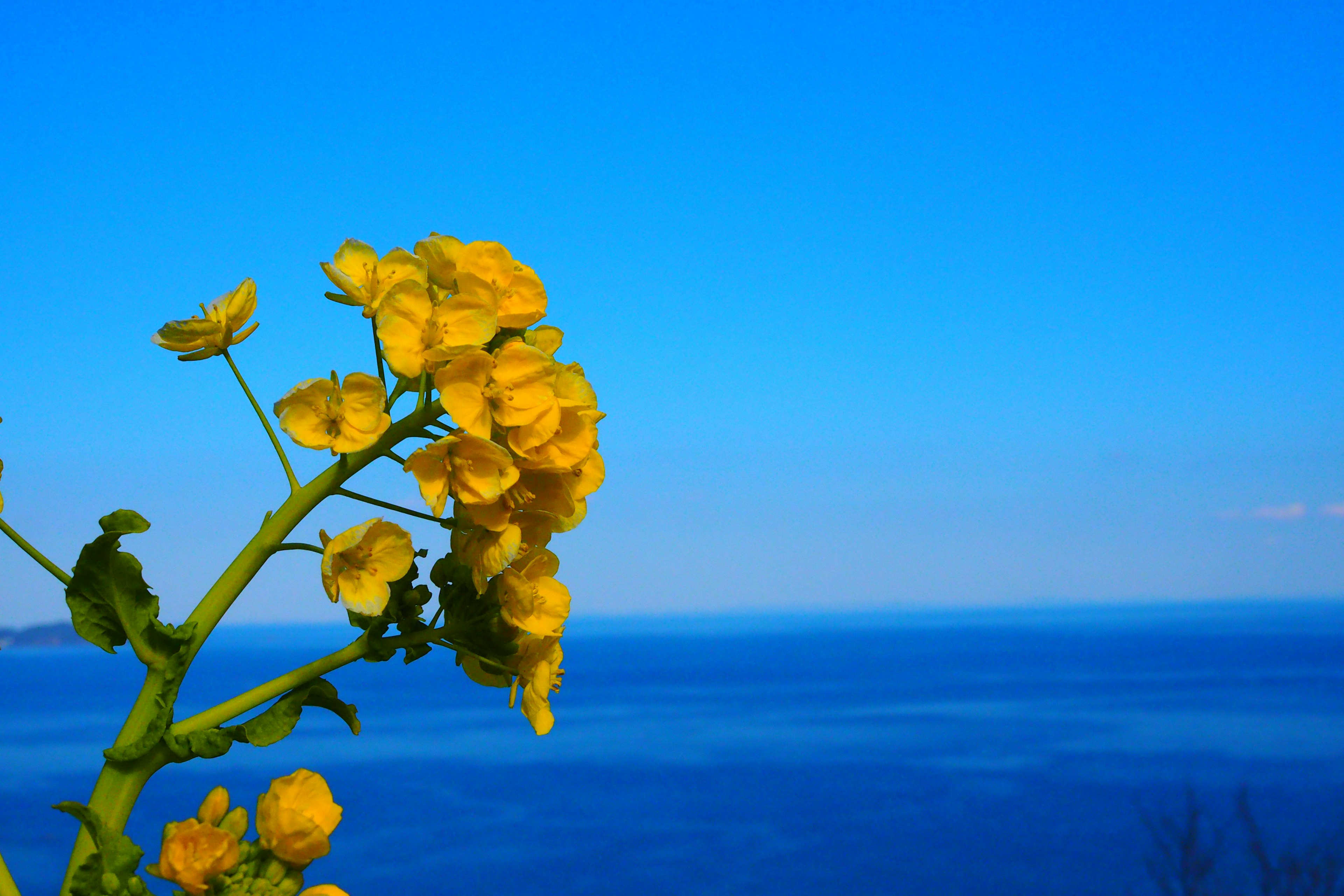 Gelbe Blumen vor einem blauen Ozean und Himmel