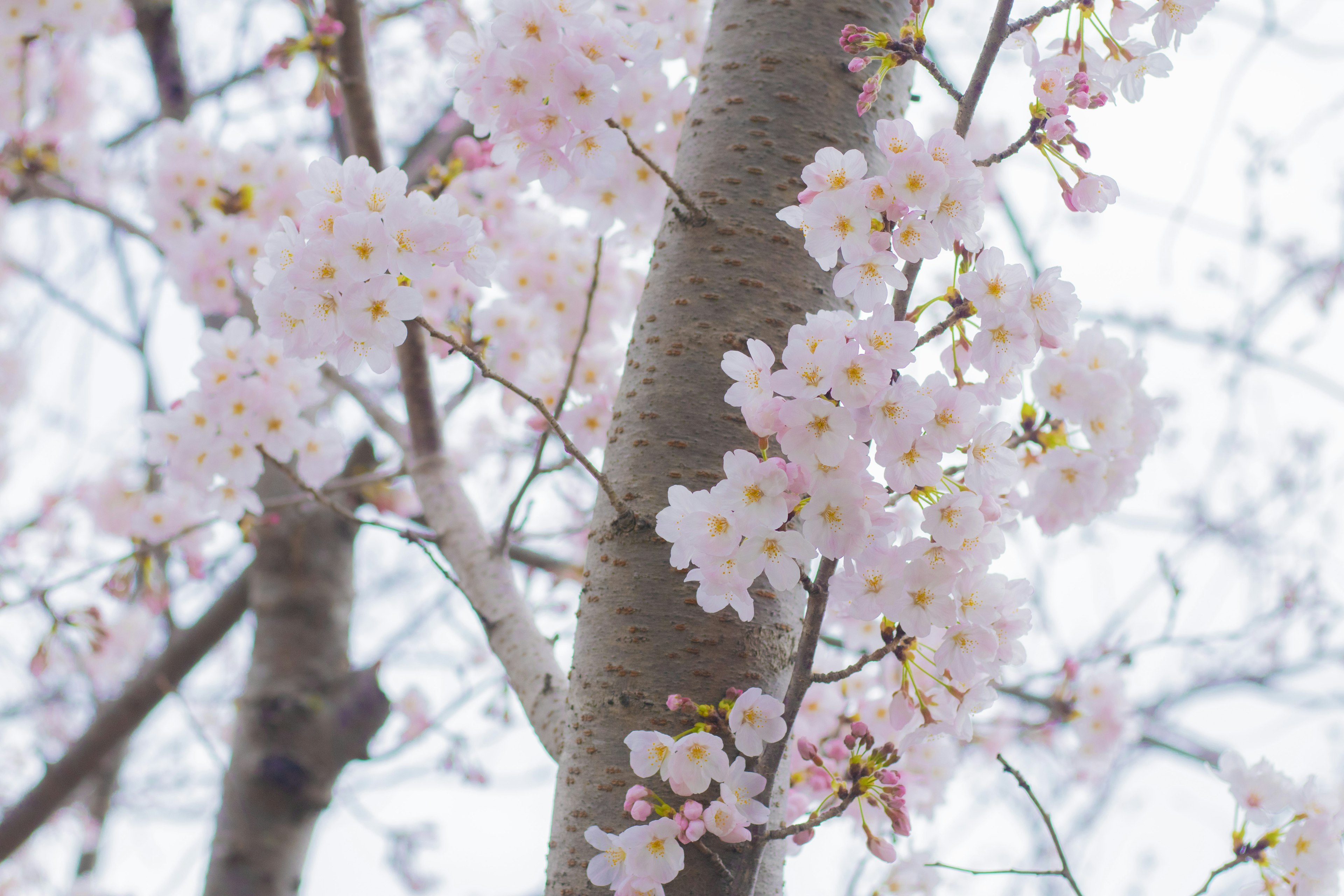 桜の花が咲いている木の幹の近くの美しい風景