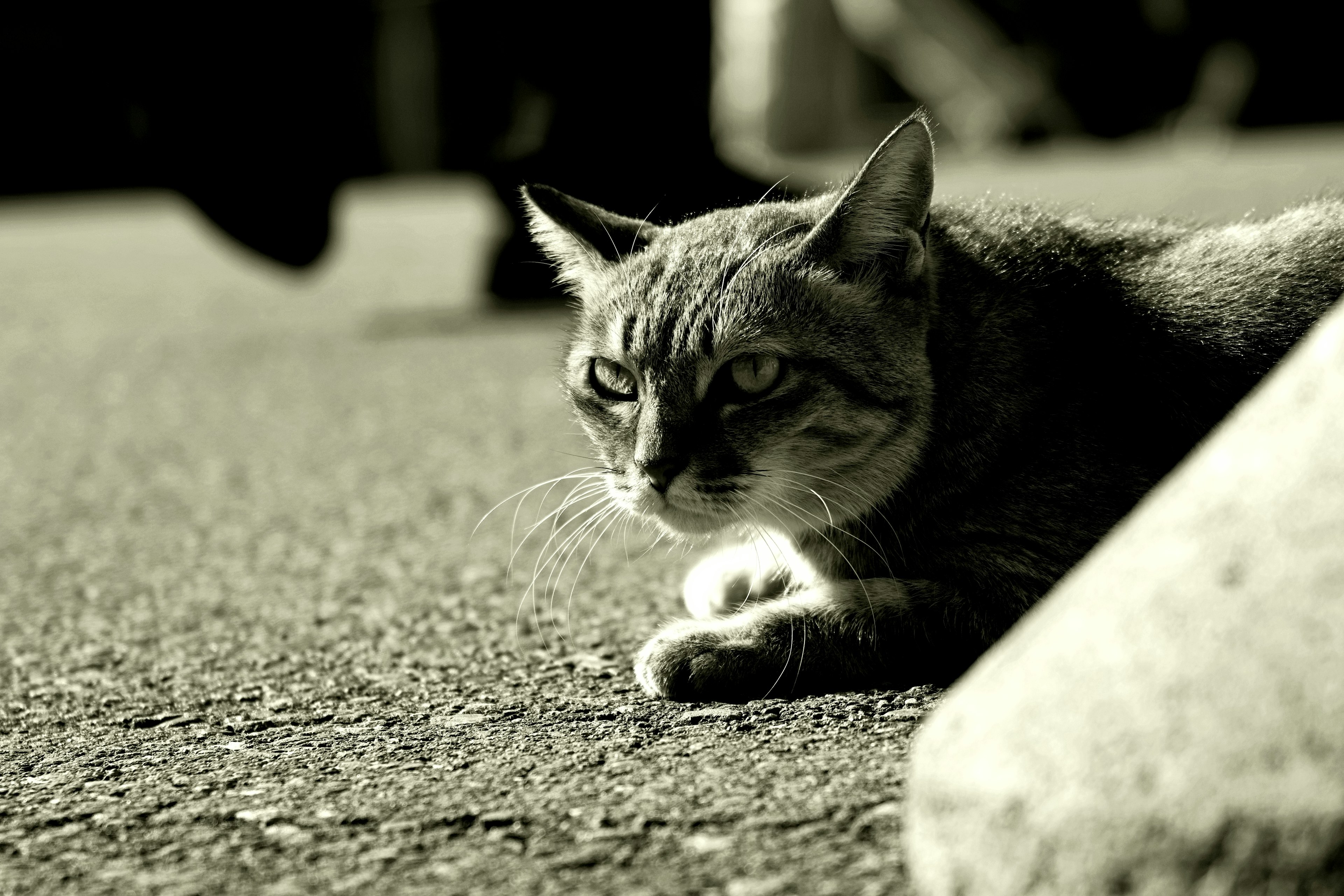 A black and white photo of a cat lying on the ground