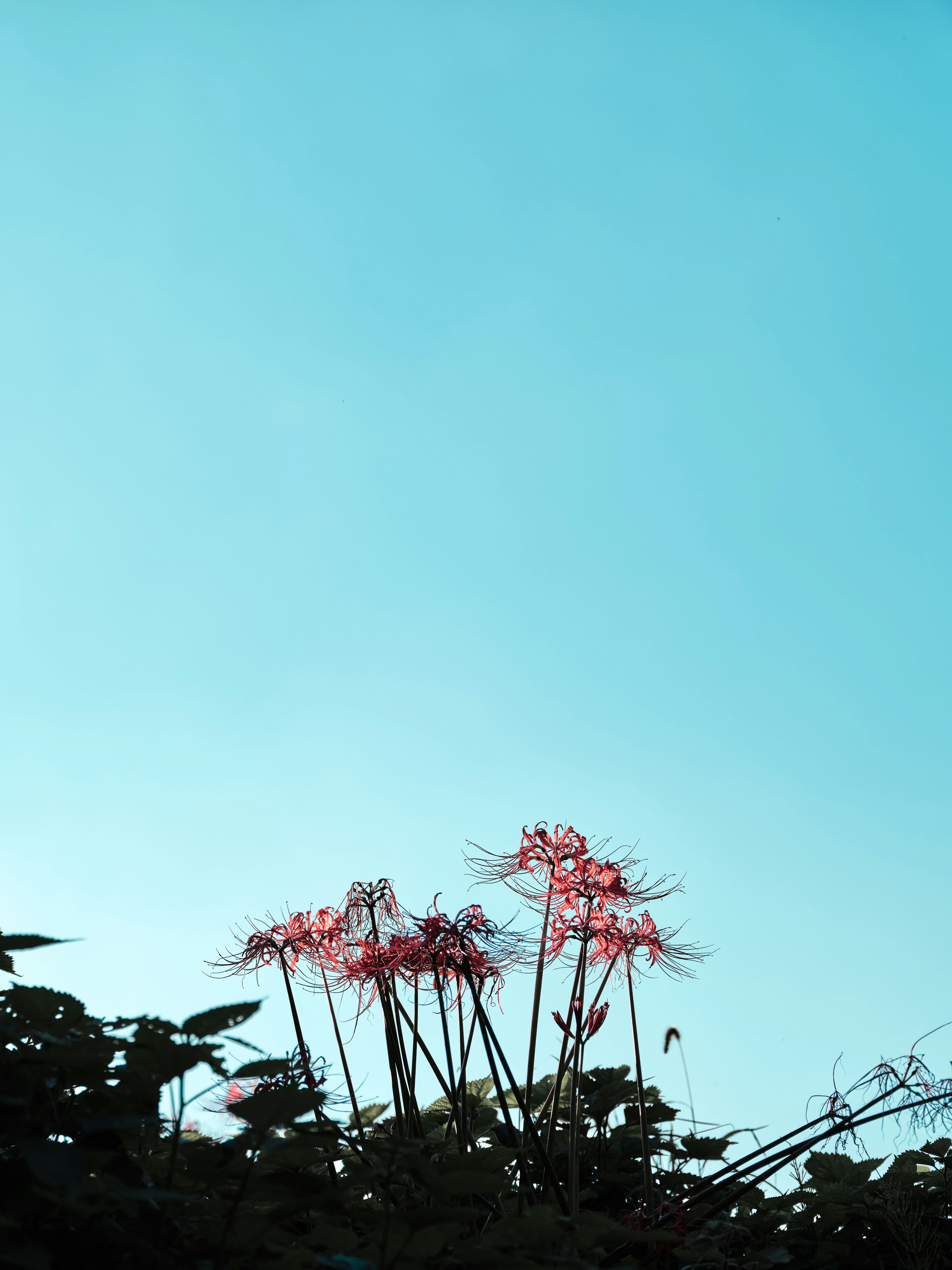 Silhouette of flowers against a blue sky