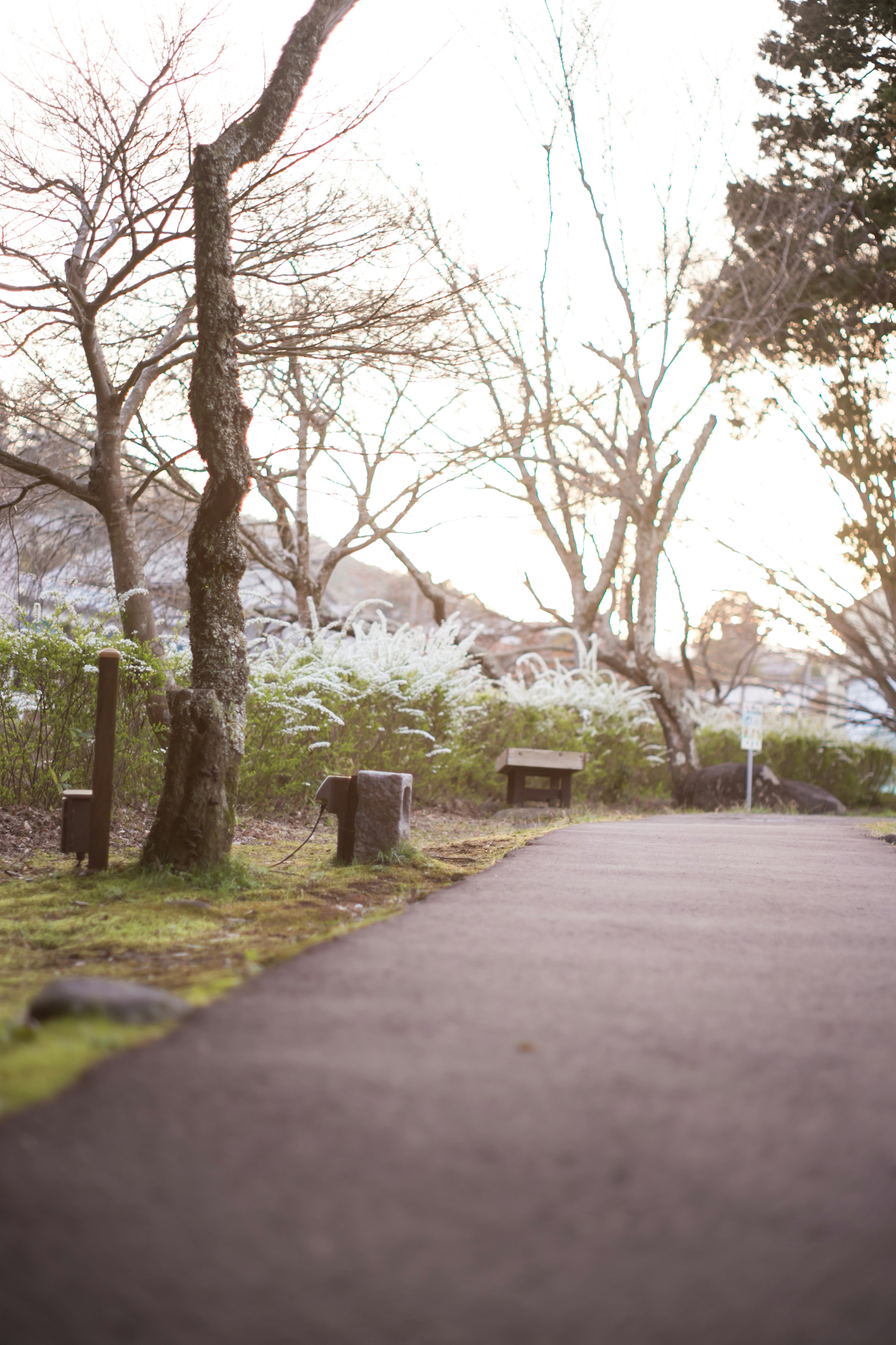 Quiet park pathway with bare trees and soft morning light