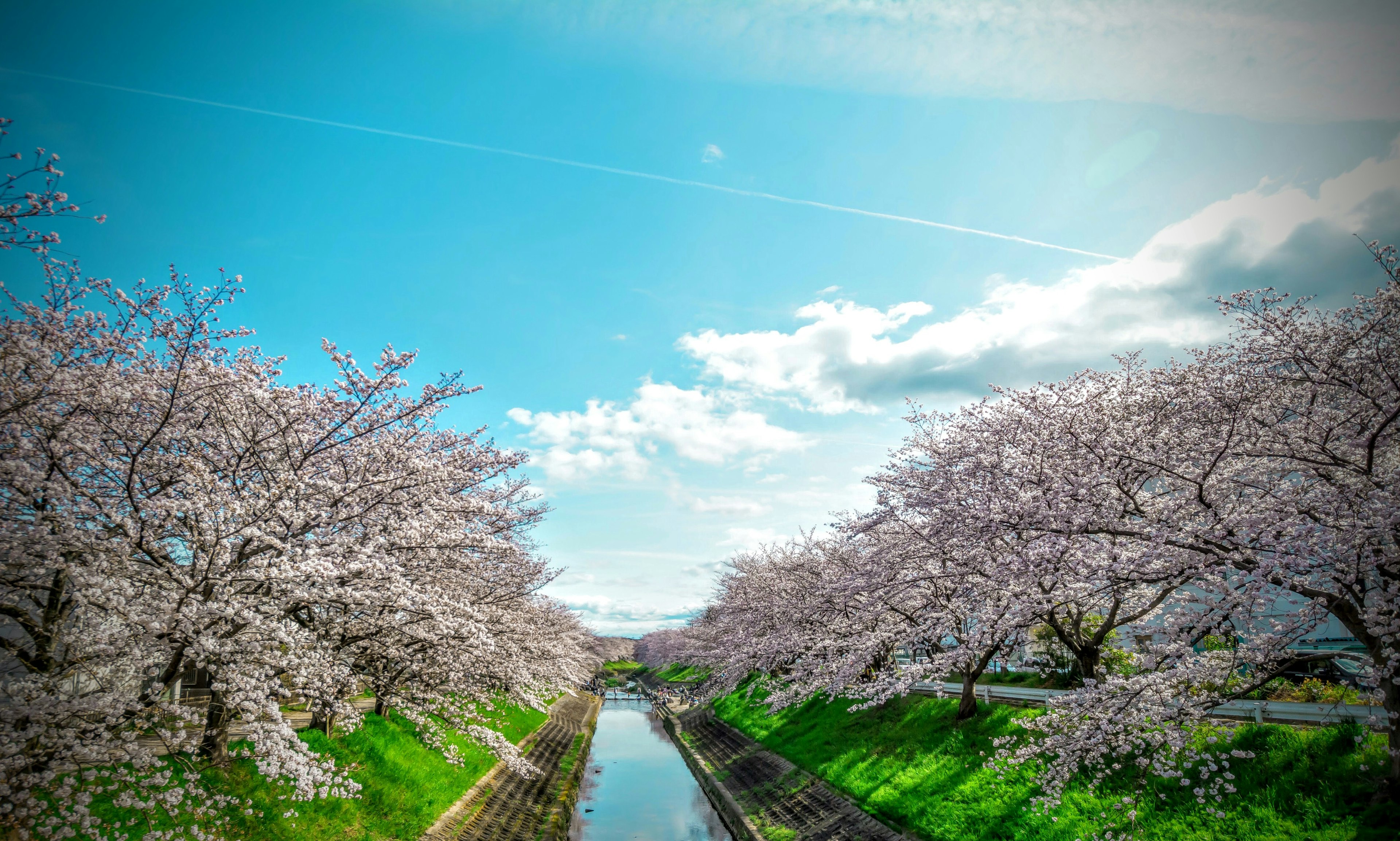 Vue pittoresque des cerisiers en fleurs le long d'une rivière sous un ciel bleu clair