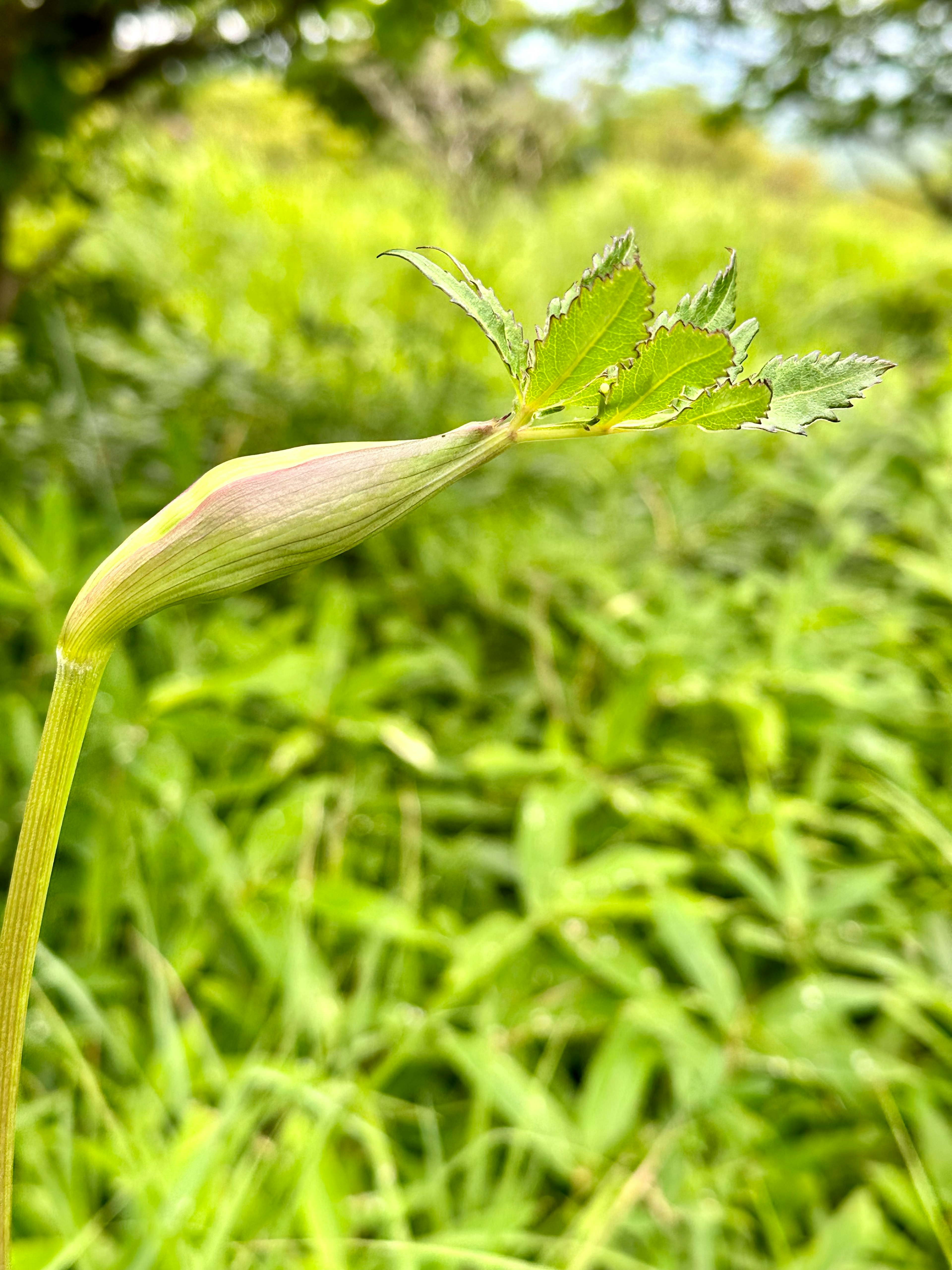 緑の草の中にある若い植物の芽と葉