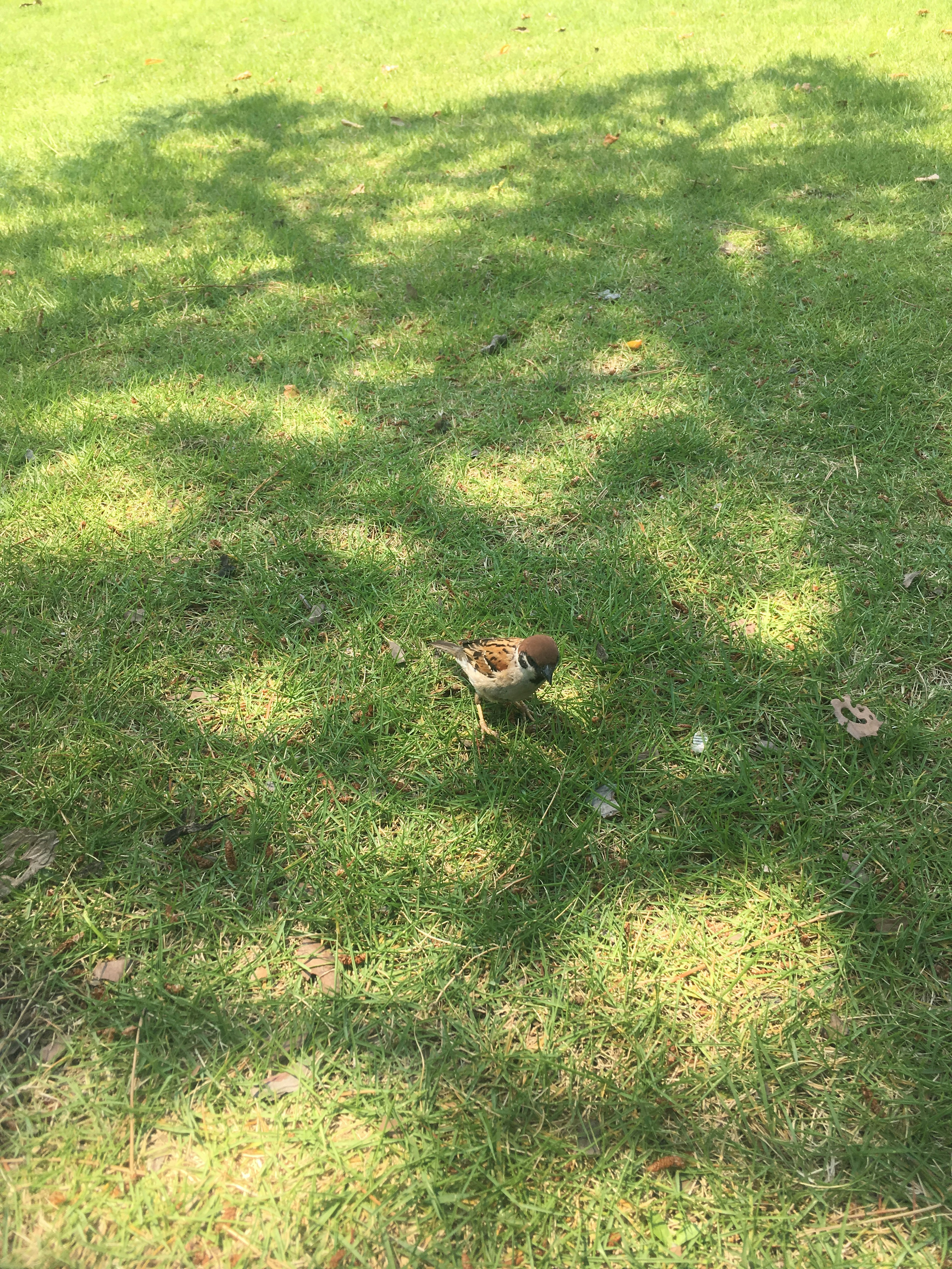 Ein kleiner Vogel, der auf dem Gras mit Schatten steht