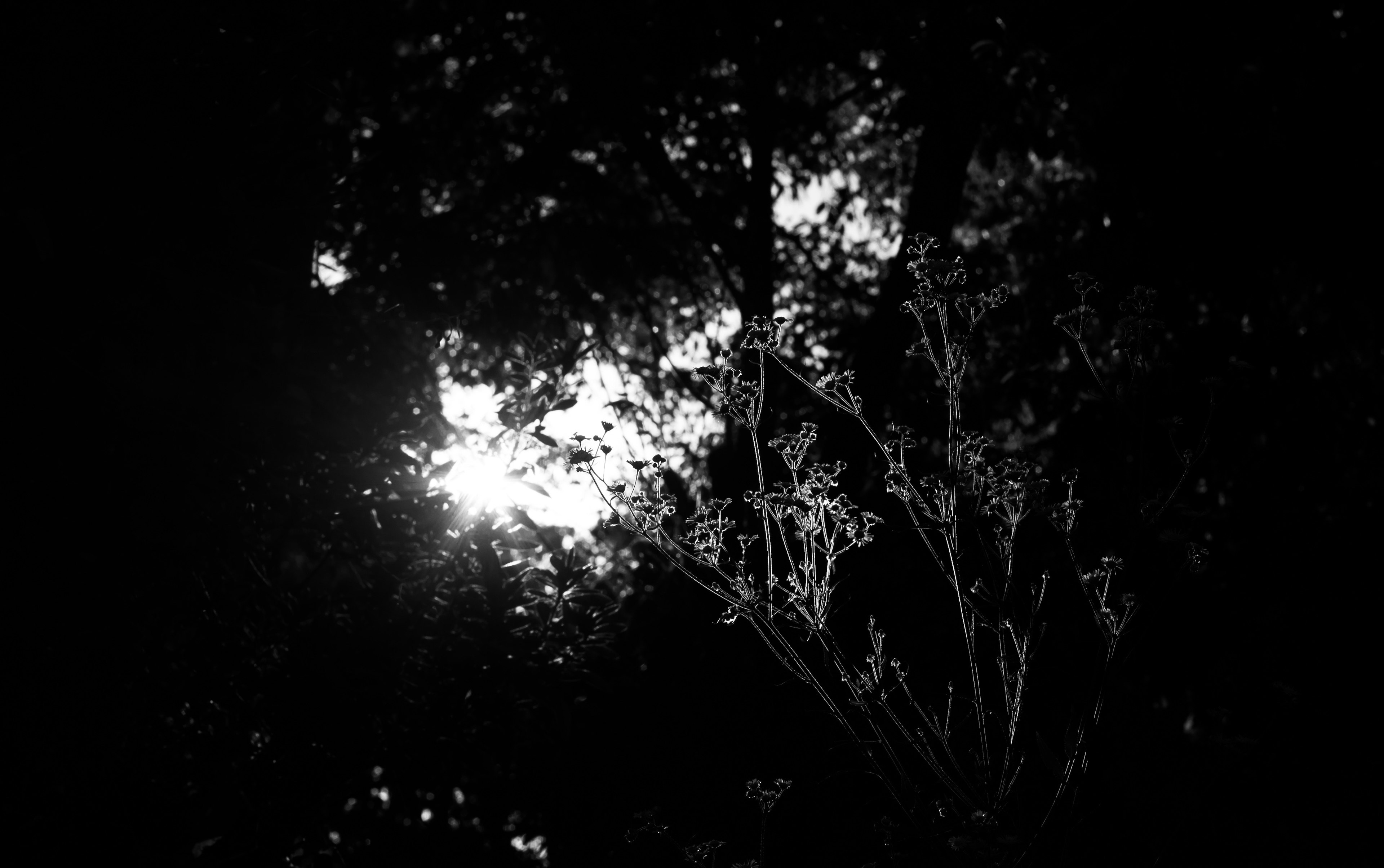 Contraste de lumière blanche sur fond sombre avec des plantes de nuit