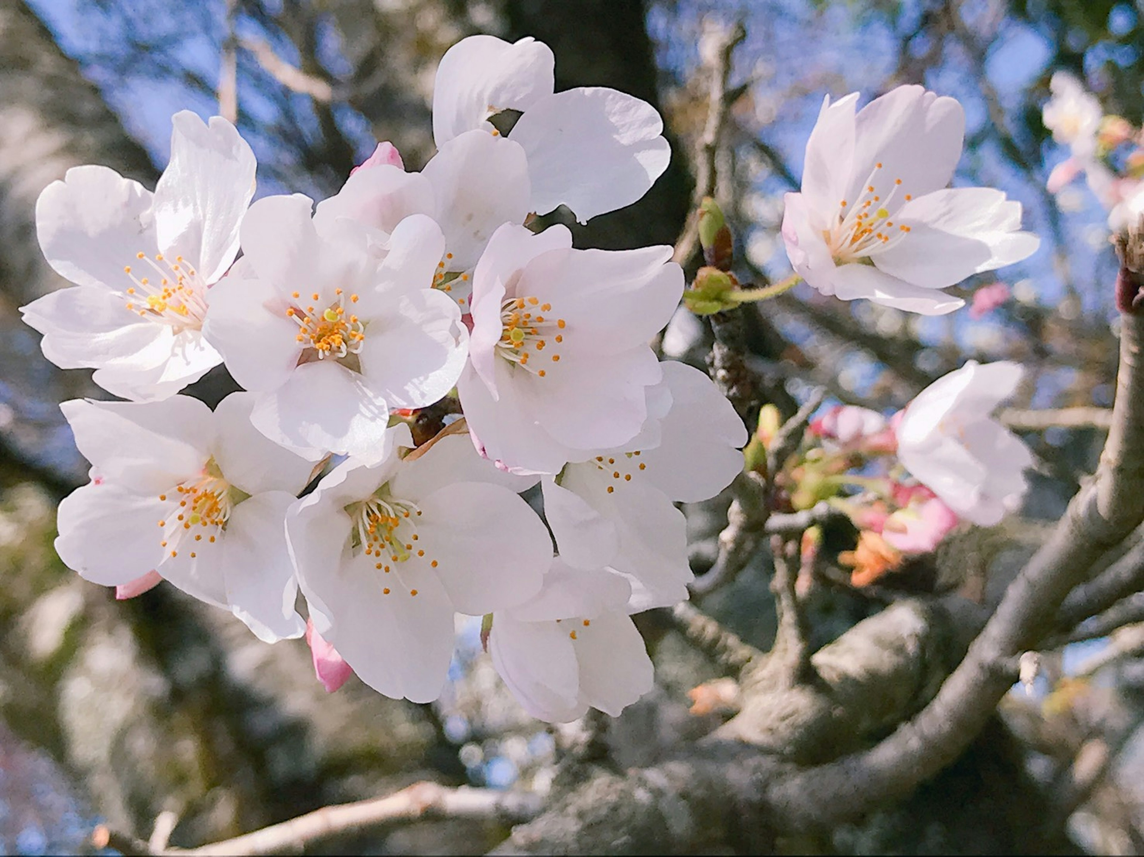 桜の花が咲いている枝のクローズアップ