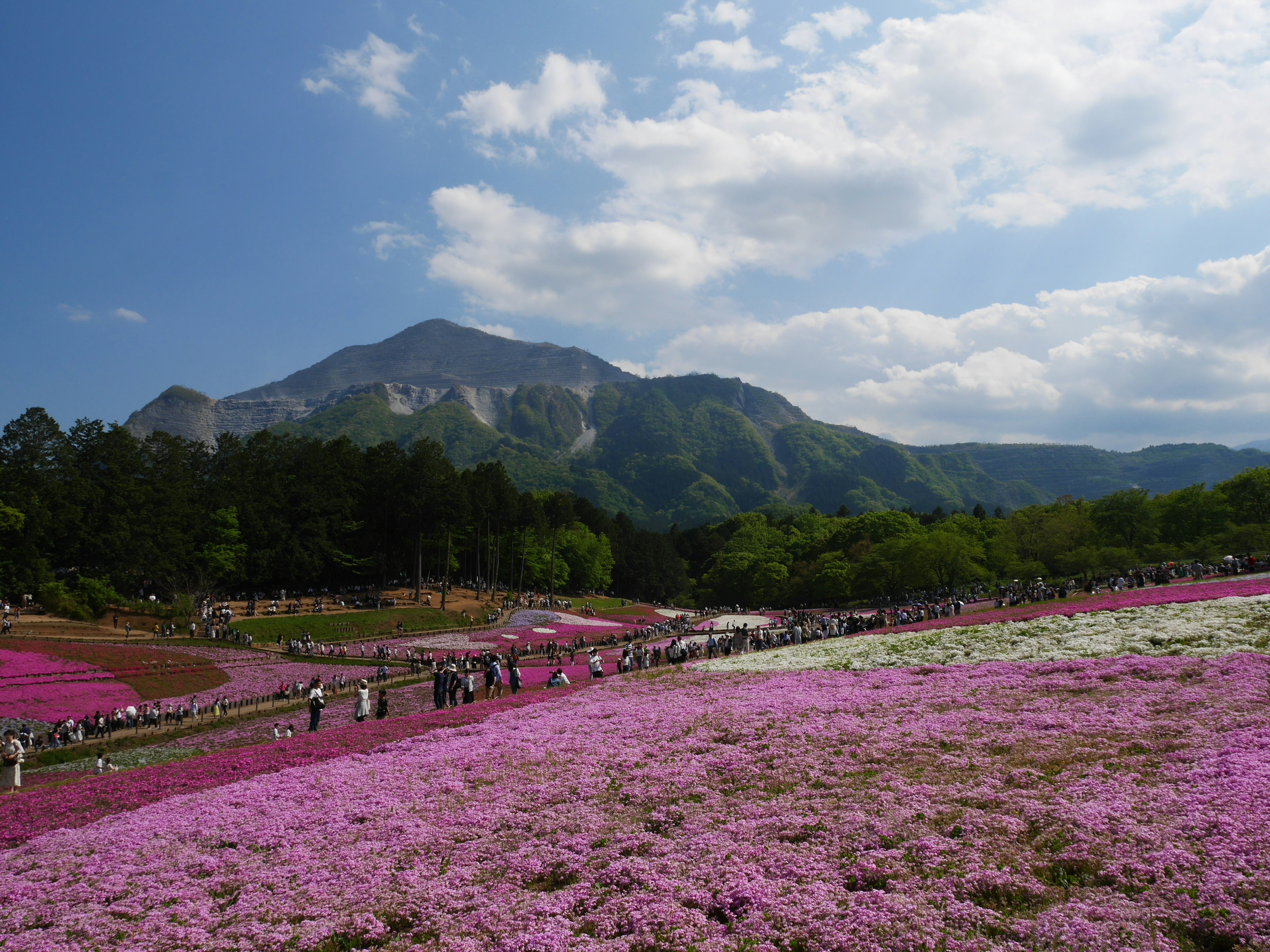 Champs de fleurs roses vibrants avec des montagnes en arrière-plan