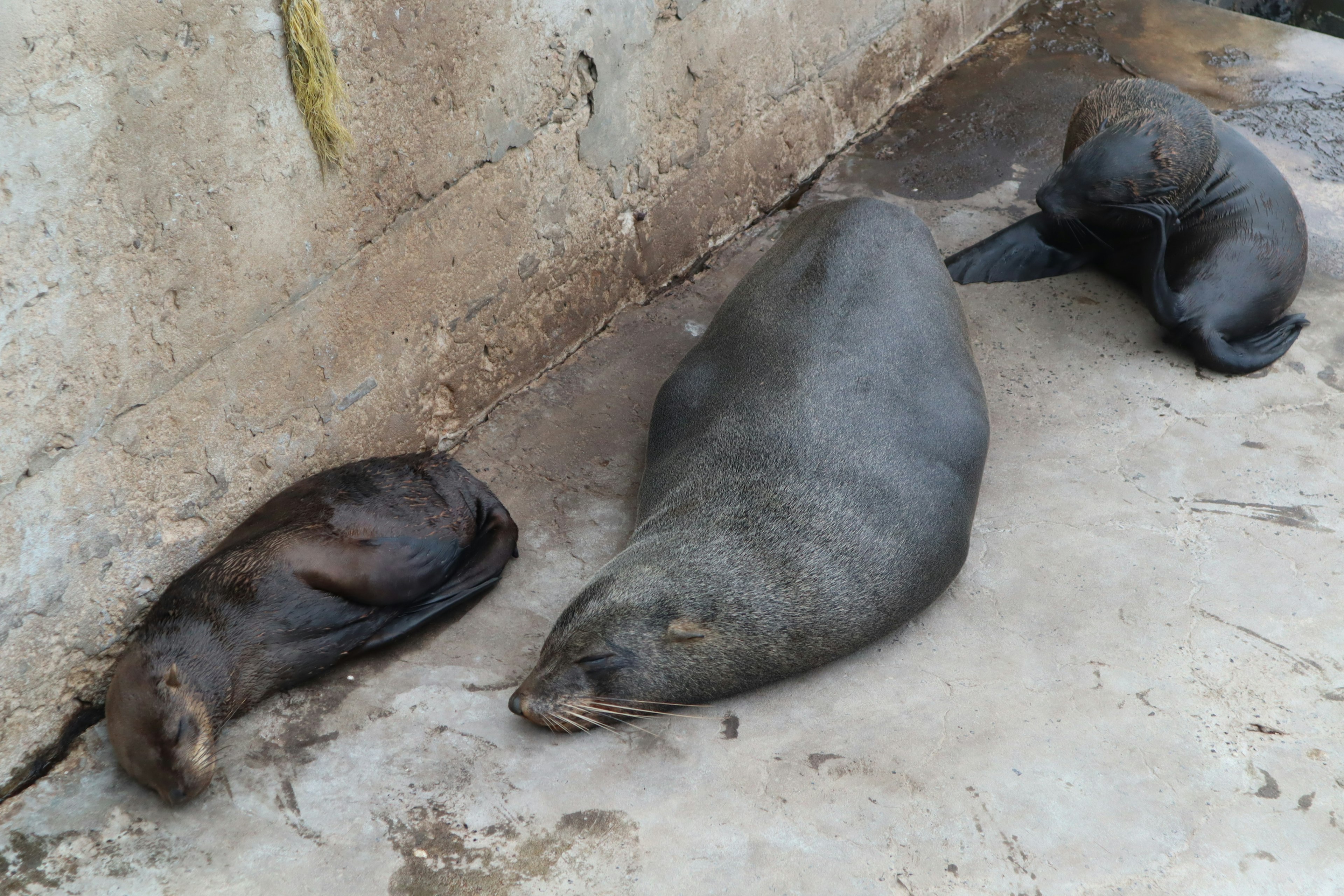 Tres leones marinos descansando sobre una superficie de cemento