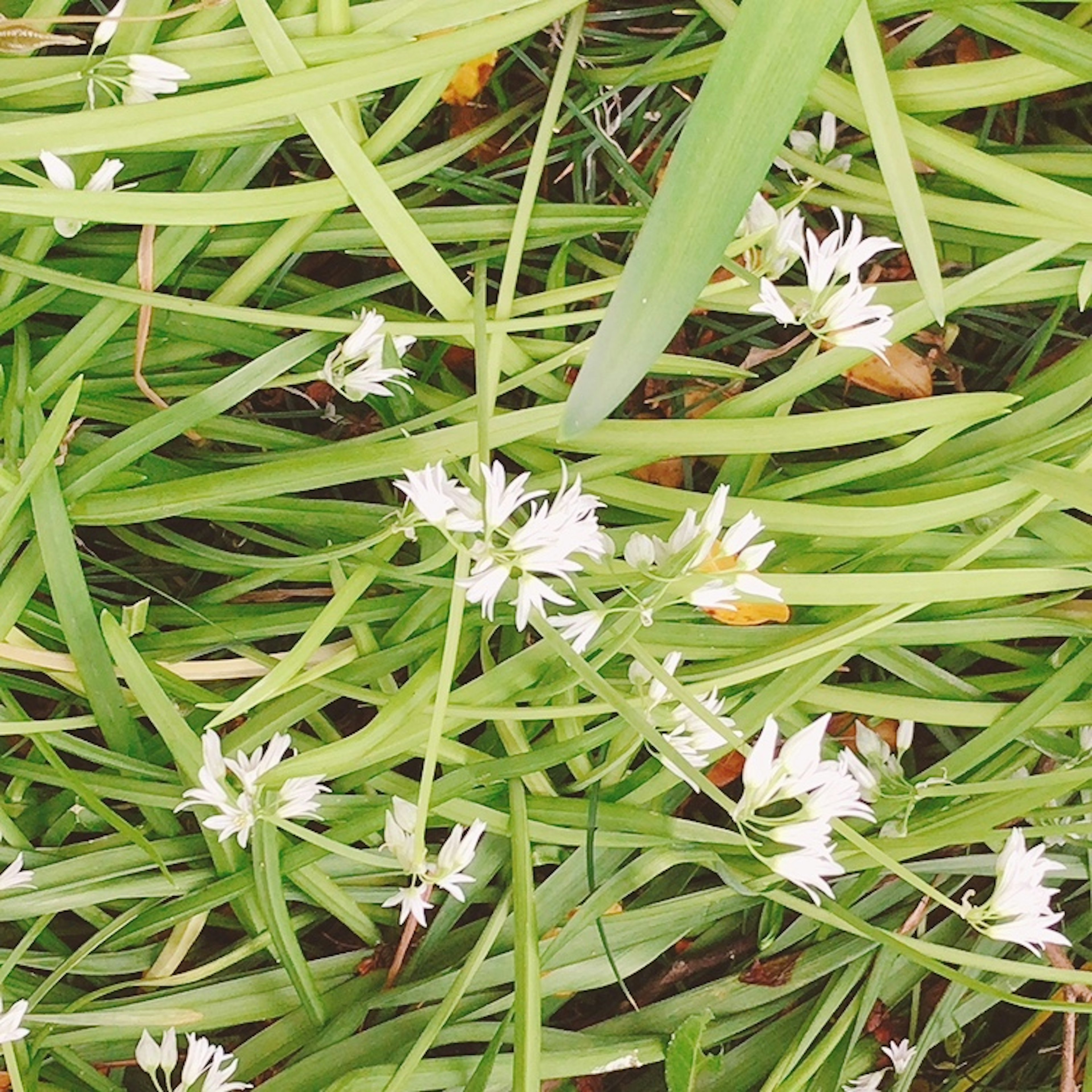 緑の草の中に白い花が咲いている様子