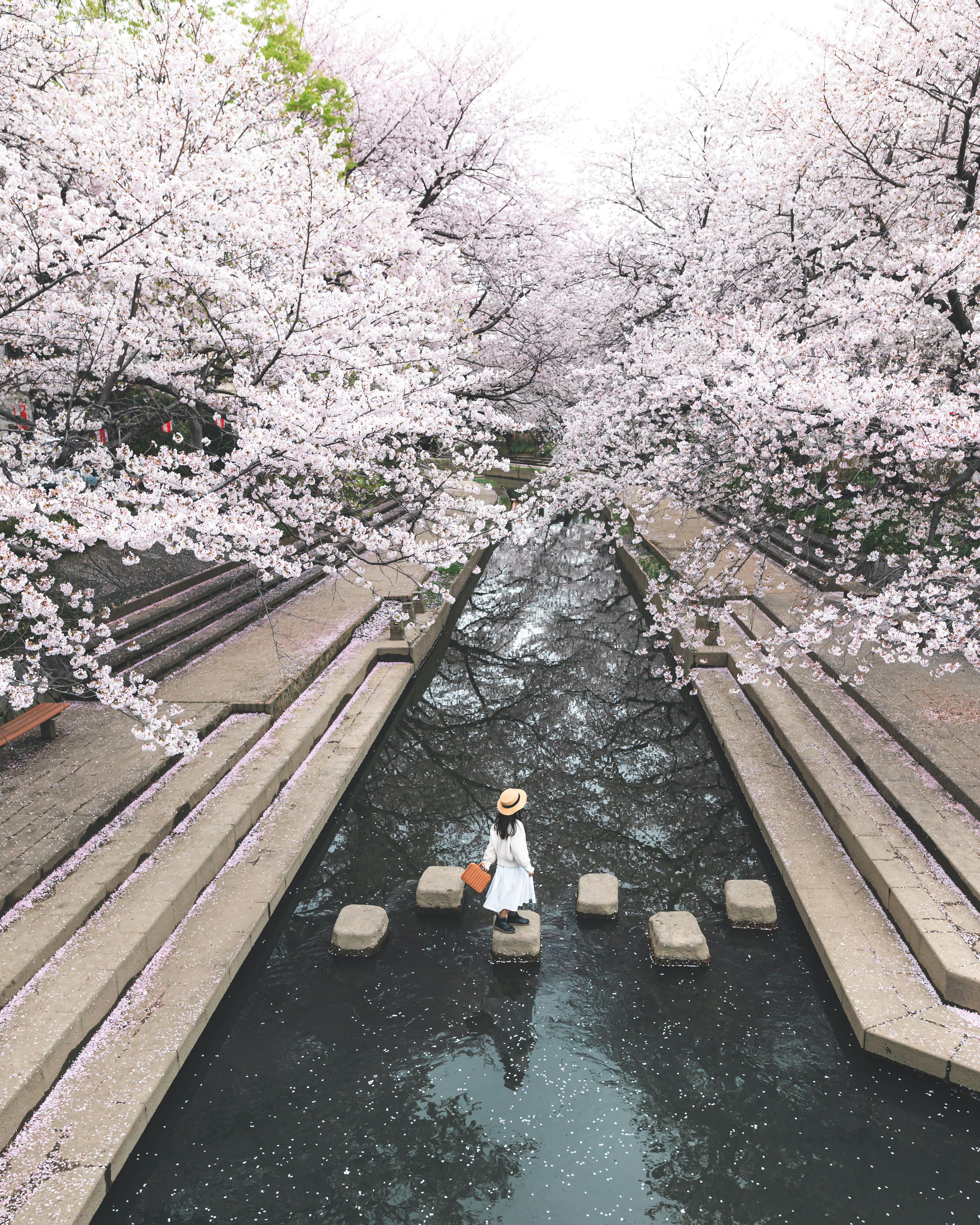 桜の木に囲まれた小川で白い服を着た女性が石の上に立っている風景