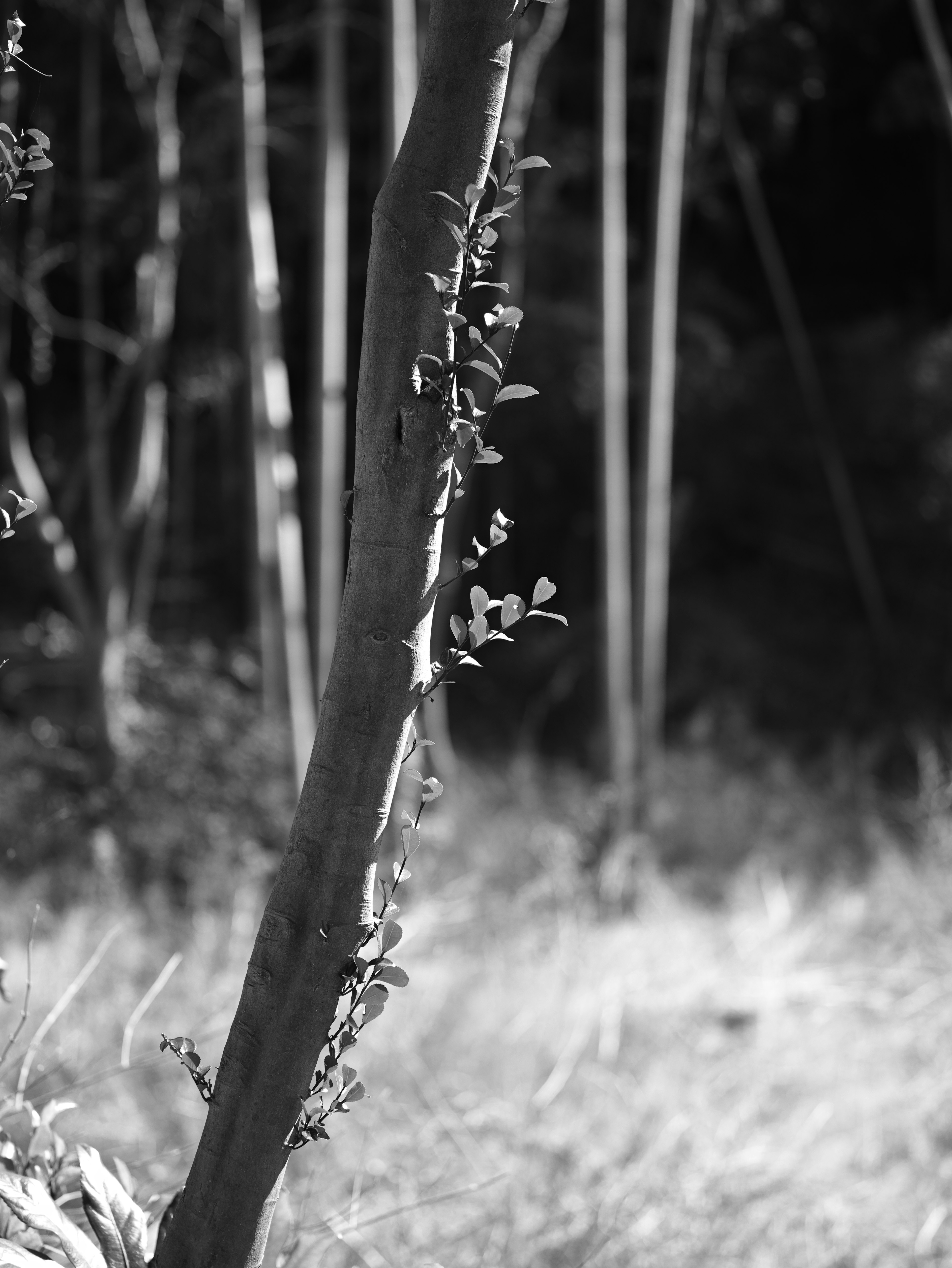 A slender tree trunk with new leaves in a black and white landscape