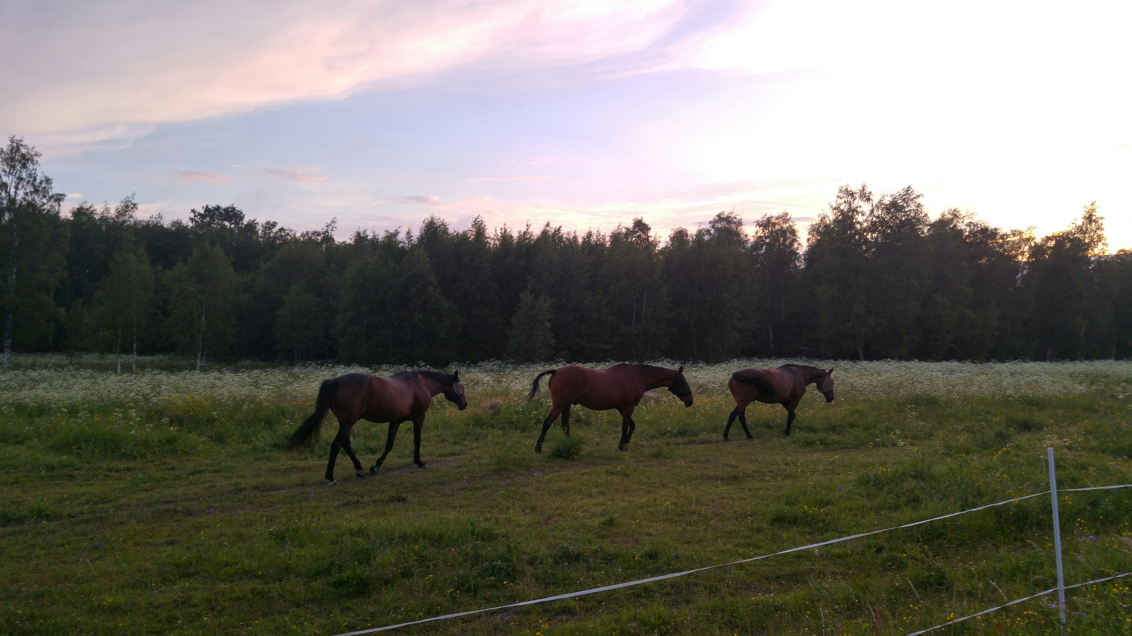 Trois chevaux marchant dans un champ herbeux avec une forêt en arrière-plan