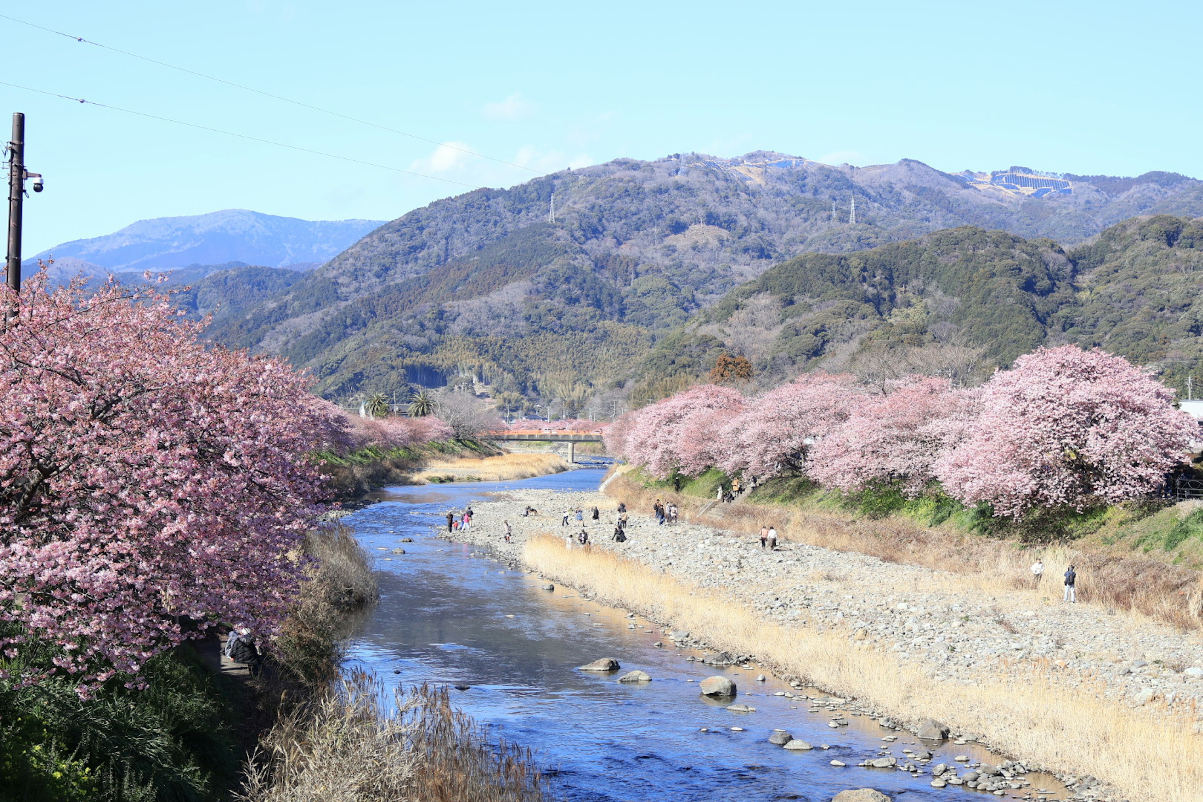 櫻花樹和山脈環繞的河流景觀