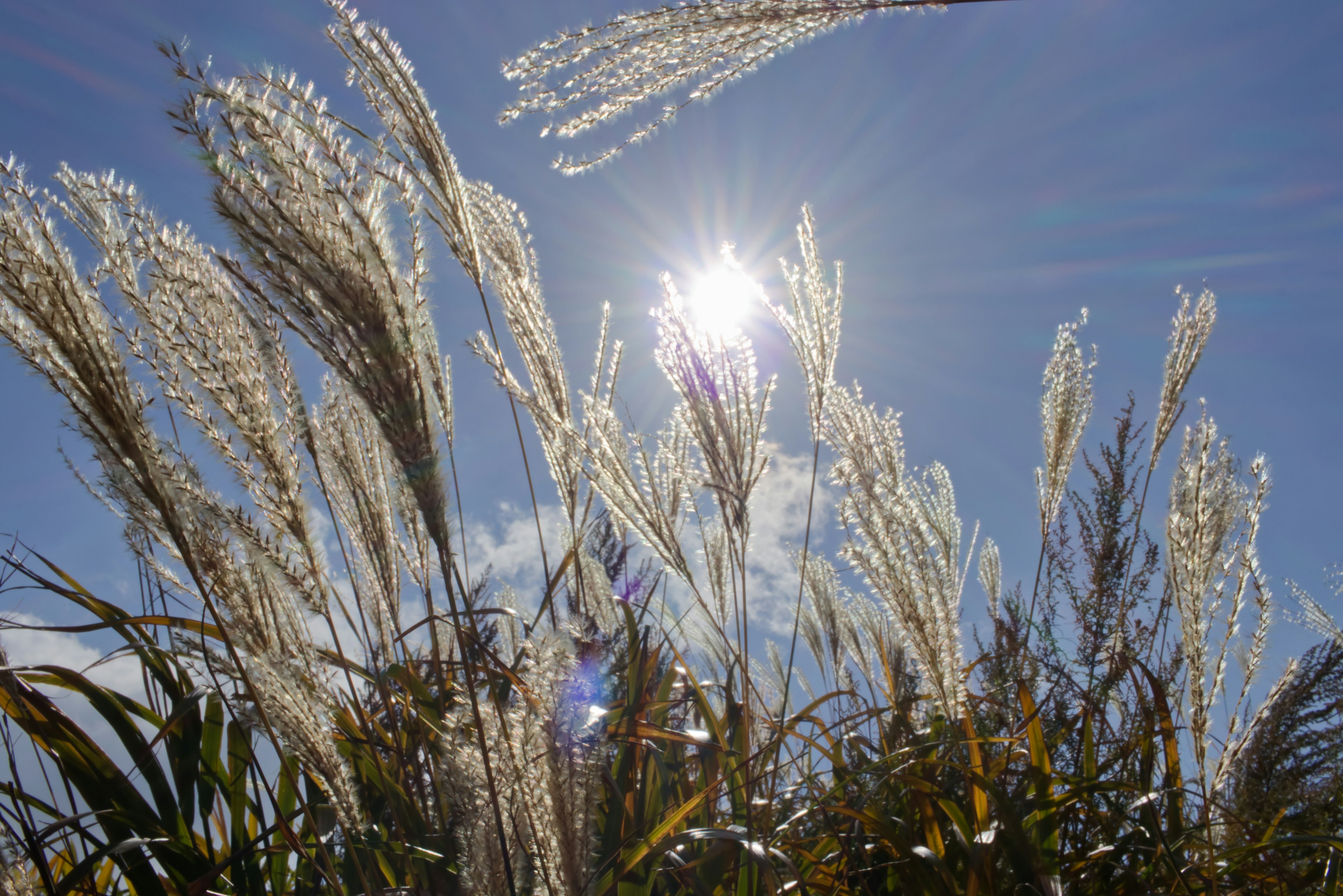 Hierbas de la pampa ondeando bajo un brillante cielo azul con sol radiante