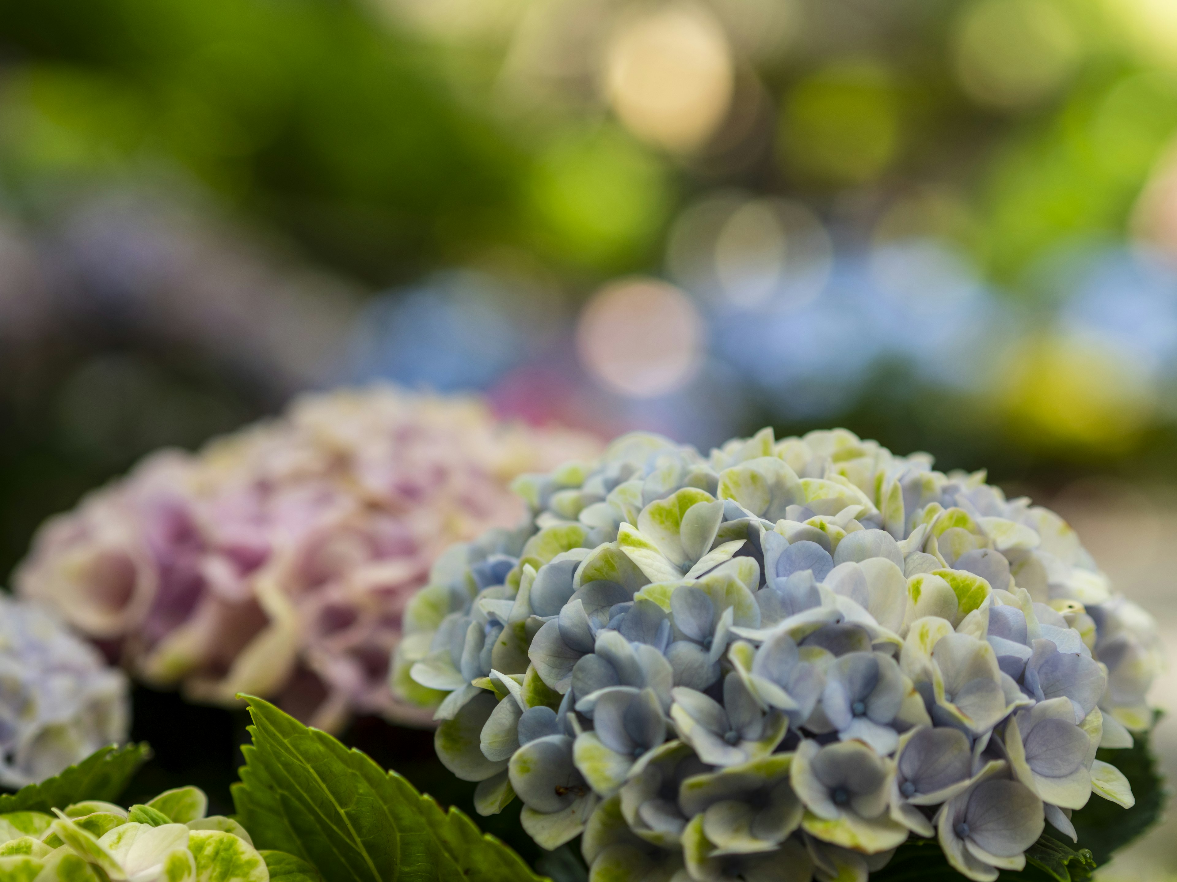 Fiori di ortensia colorati in un giardino lussureggiante