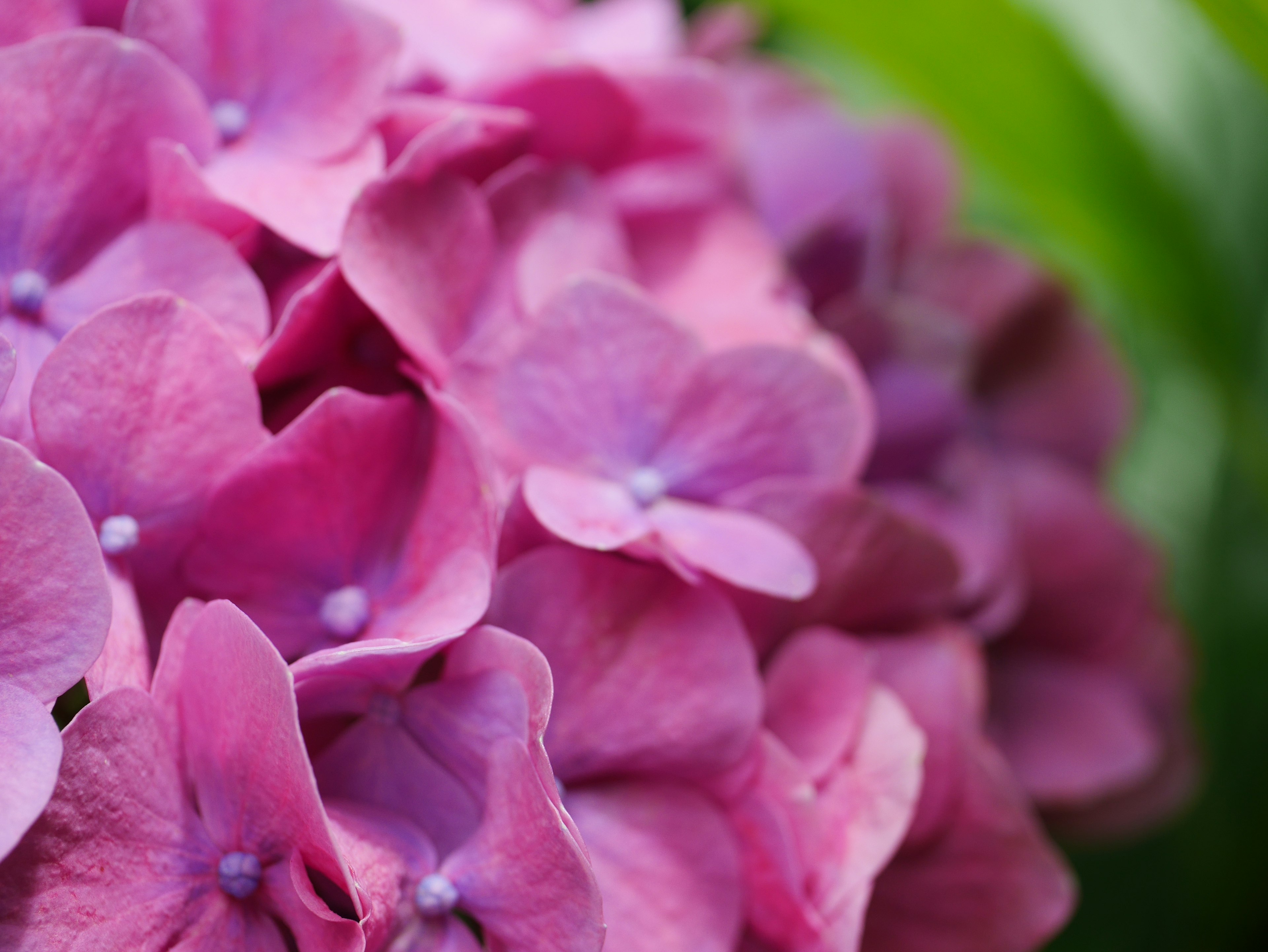 Close-up of clustered pink hydrangea petals