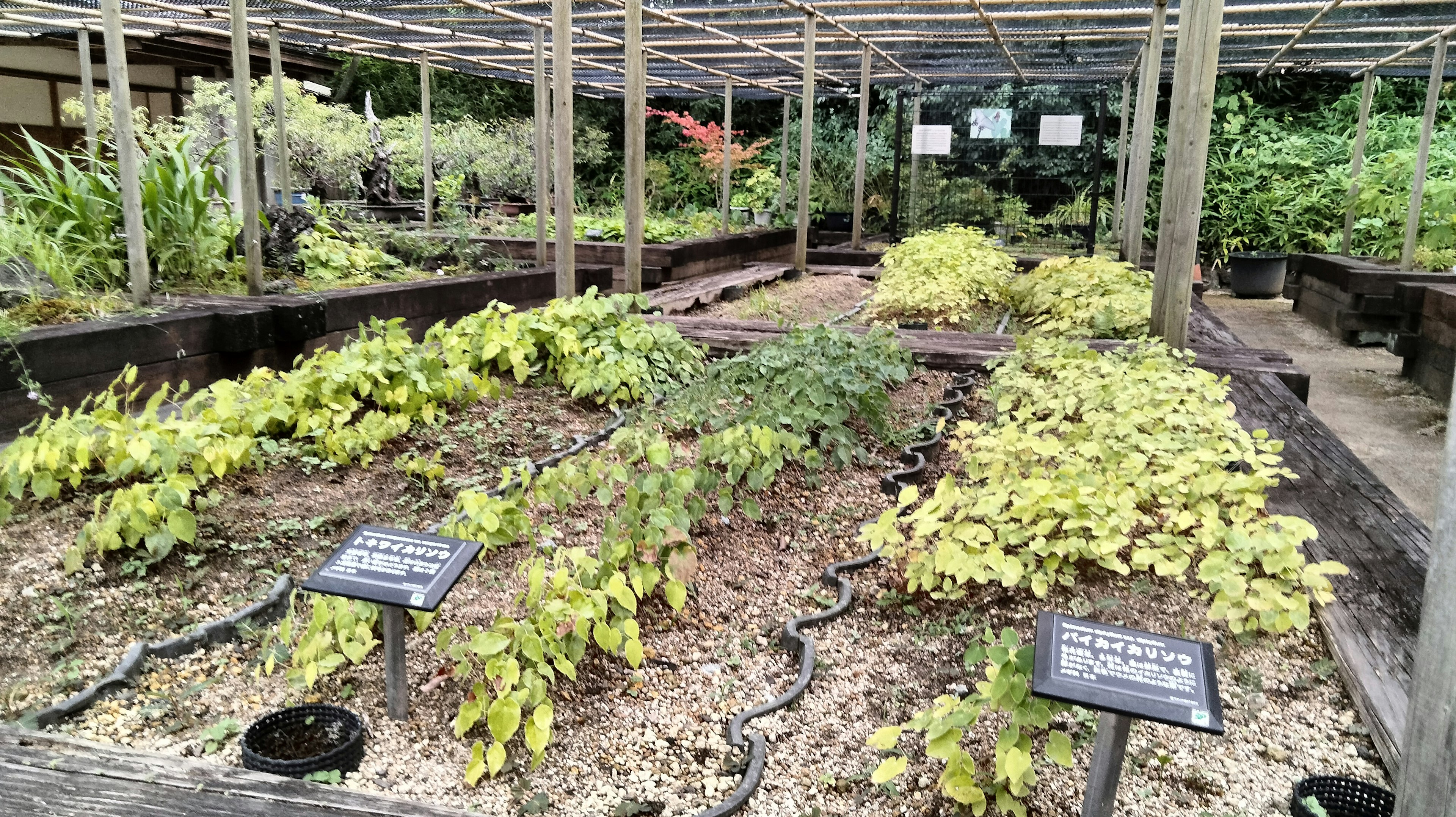 温室内部，土壤床上可见各种植物幼苗的排列