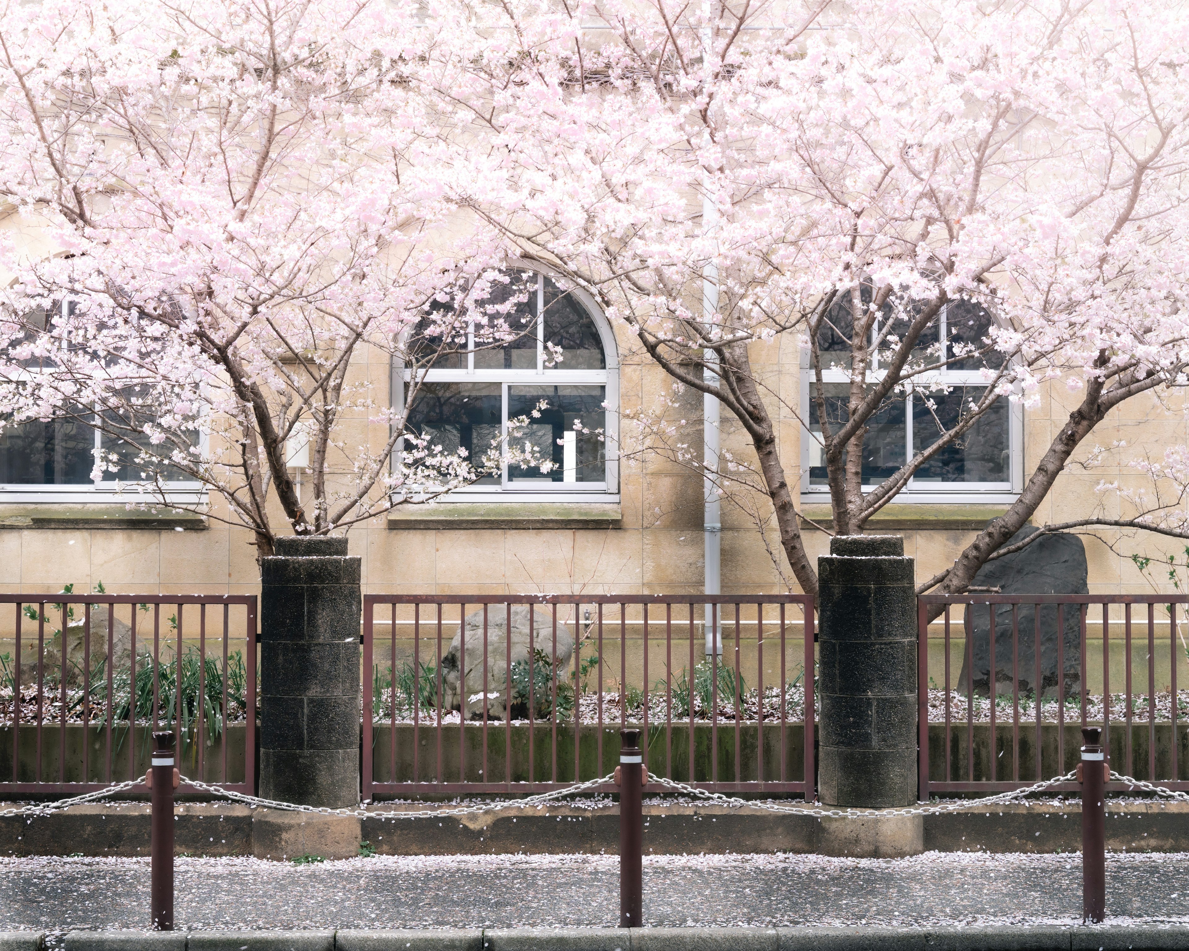 Pohon sakura yang berbunga dengan bangunan tua di latar belakang