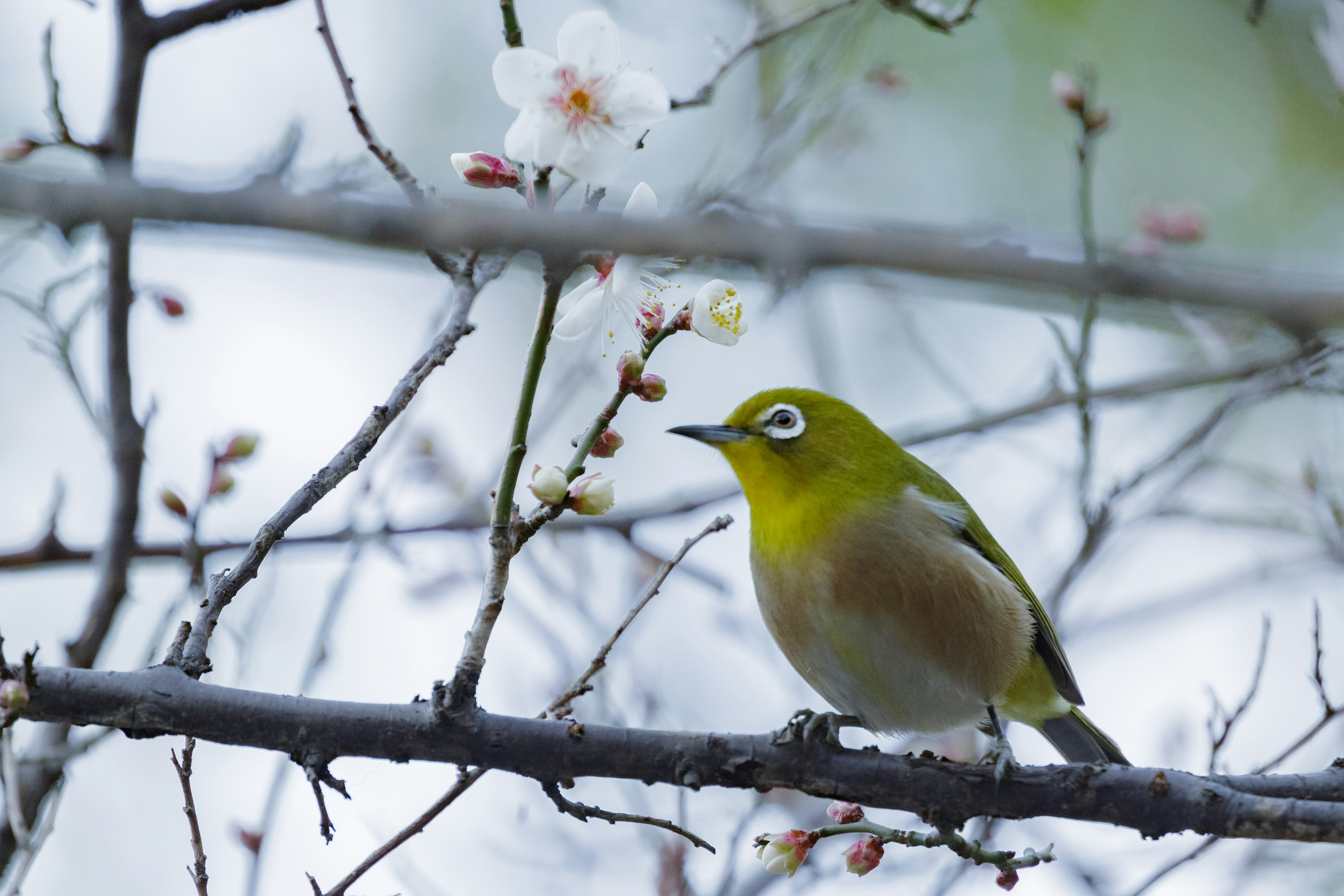 Burung kecil berwarna kuning bertengger di dahan berbunga