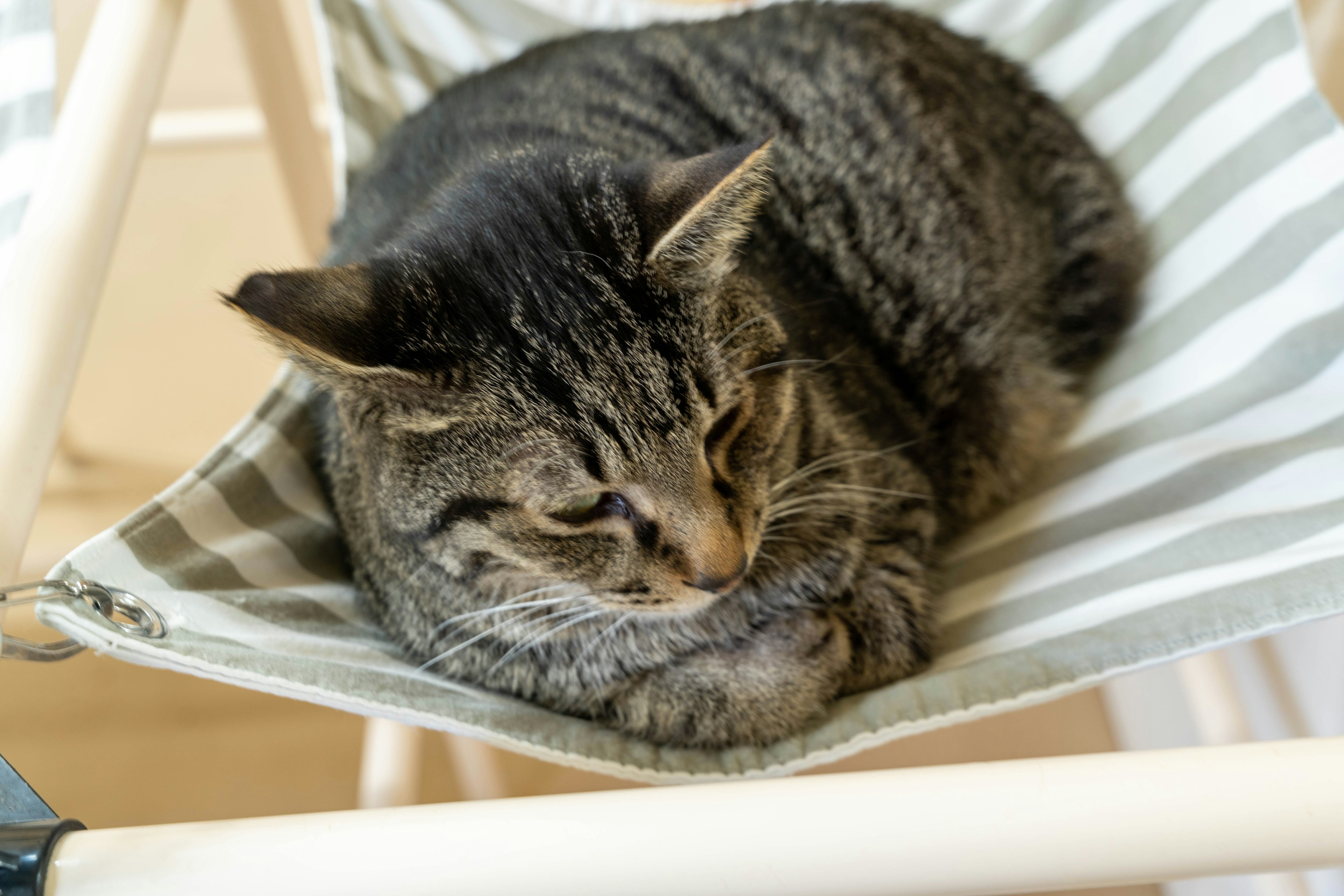 Un gato atigrado marrón descansando en una hamaca