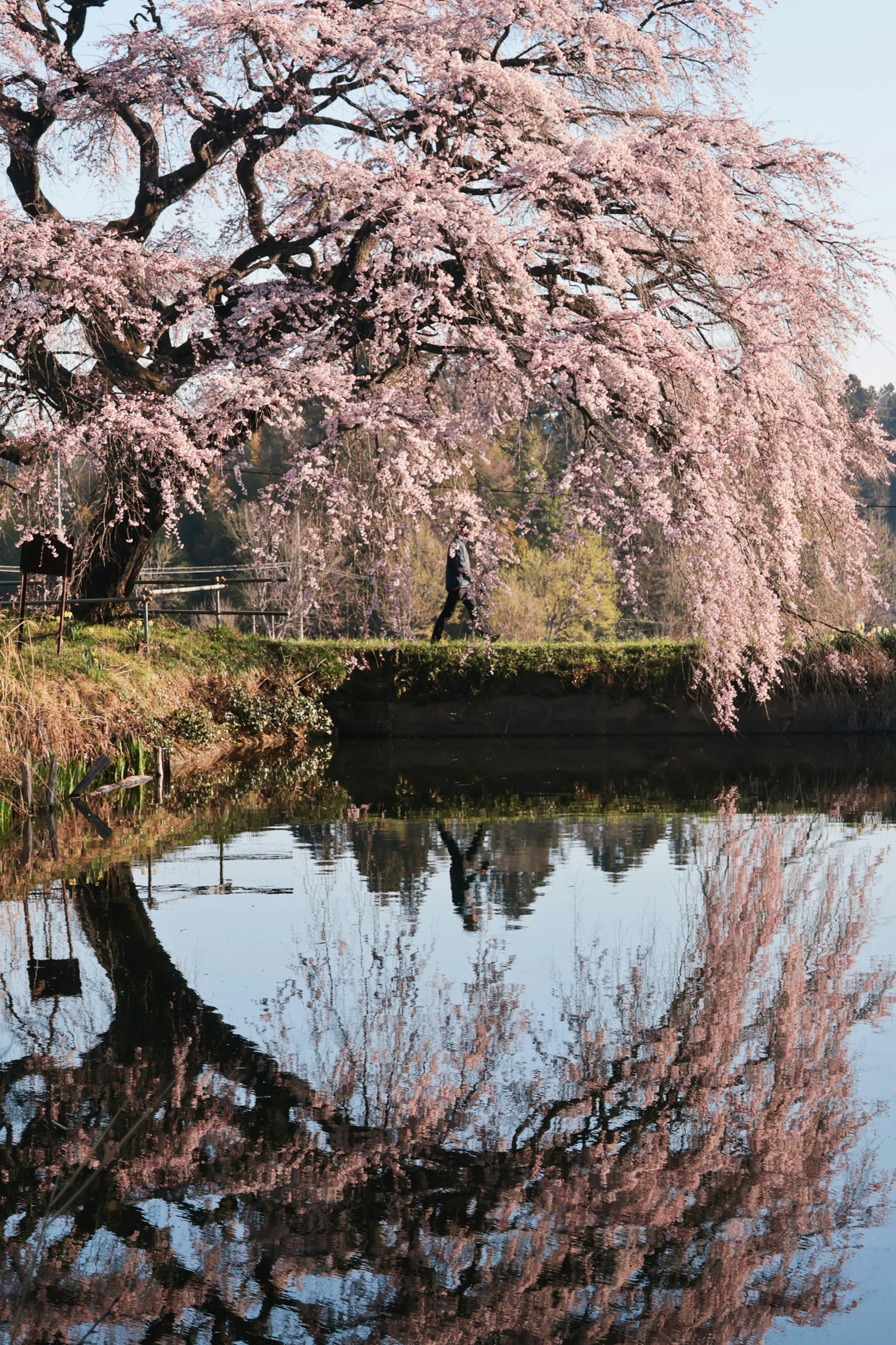 Bel arbre de cerisier se reflétant sur la surface de l'eau