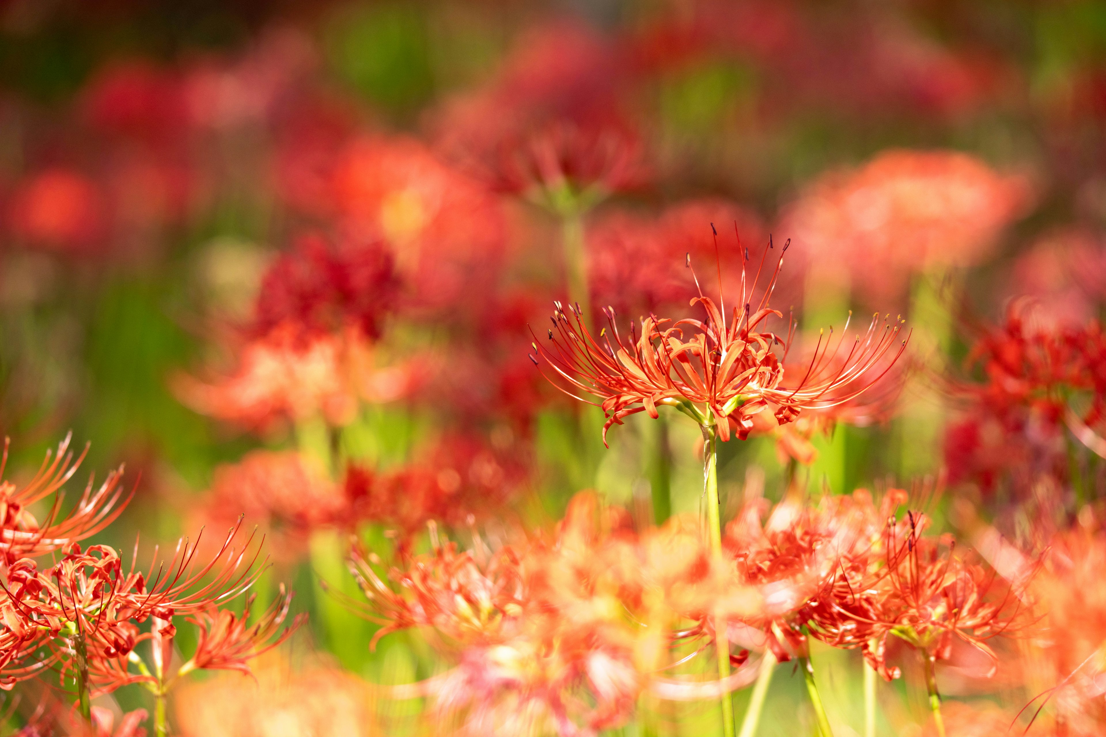 Bunga spider lily merah cerah mekar di ladang