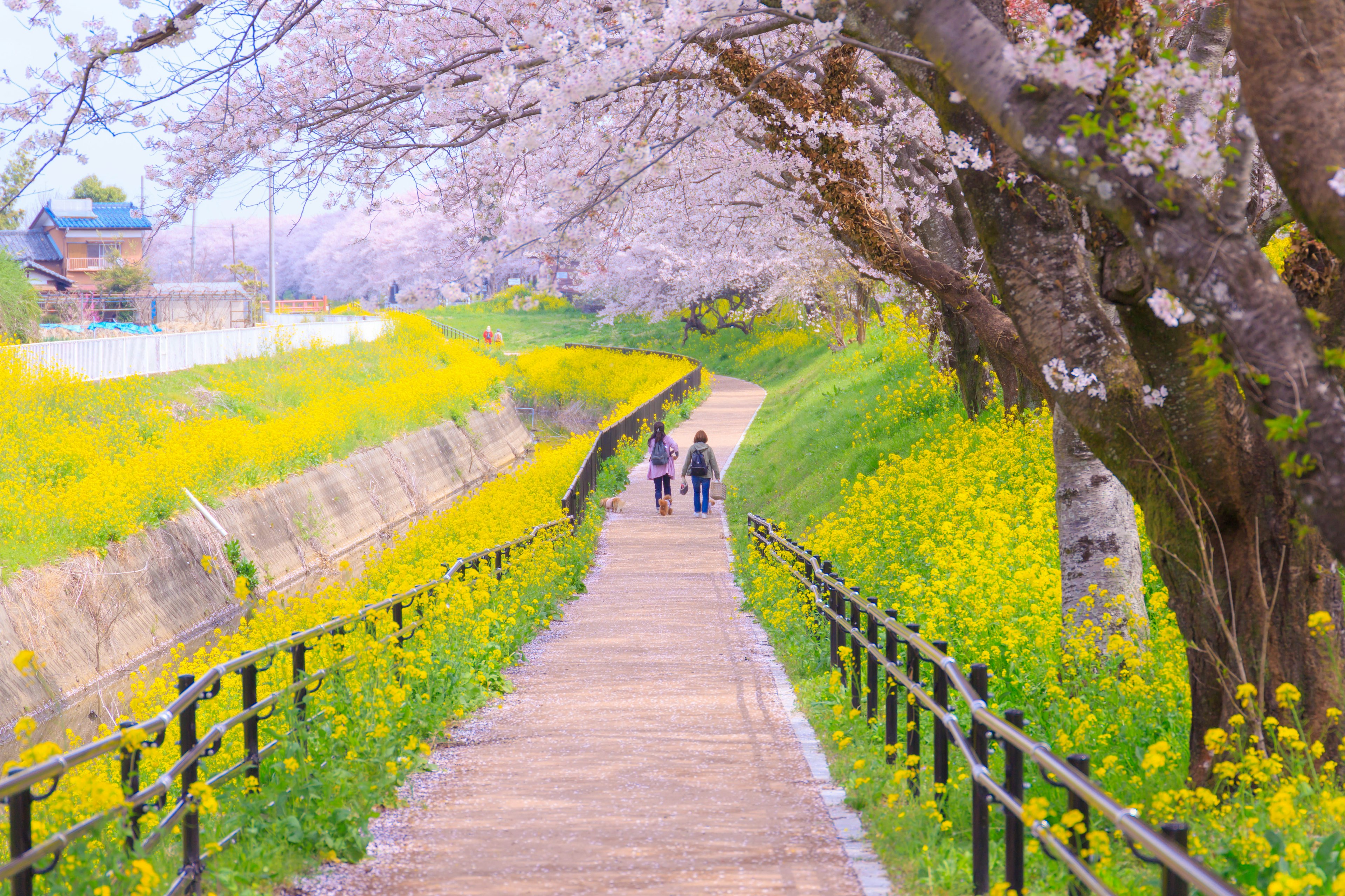 A picturesque pathway flanked by cherry blossoms and rapeseed flowers with people walking