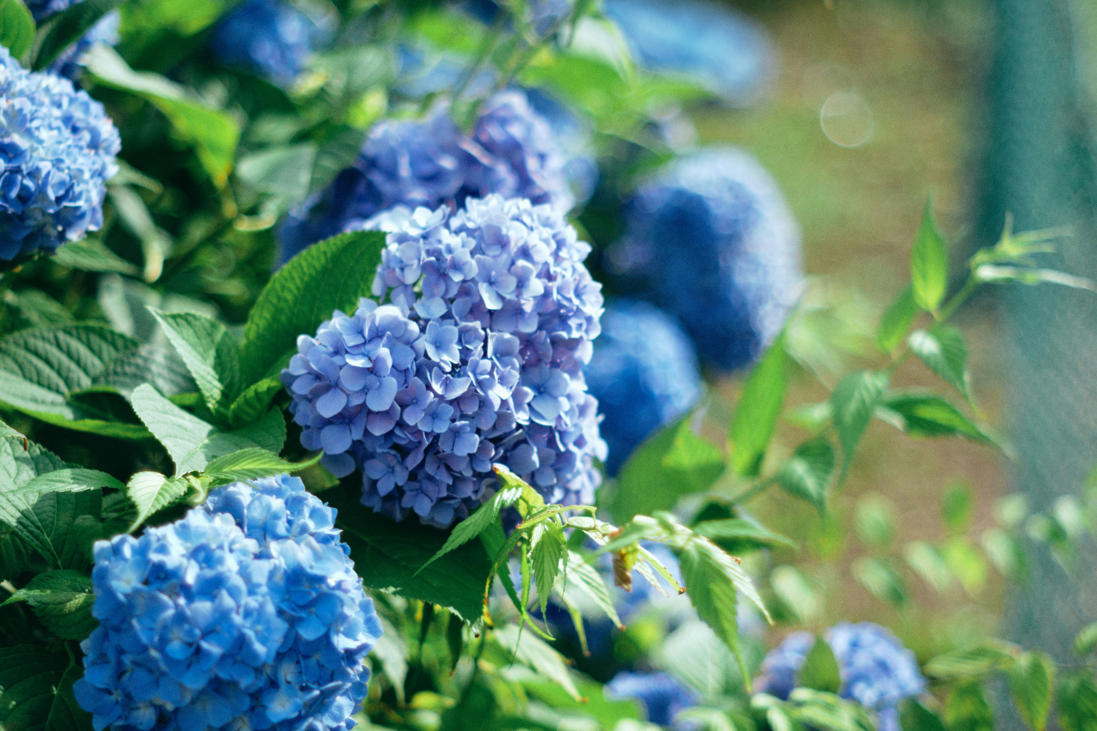 青いアジサイの花と緑の葉が特徴的な庭の風景