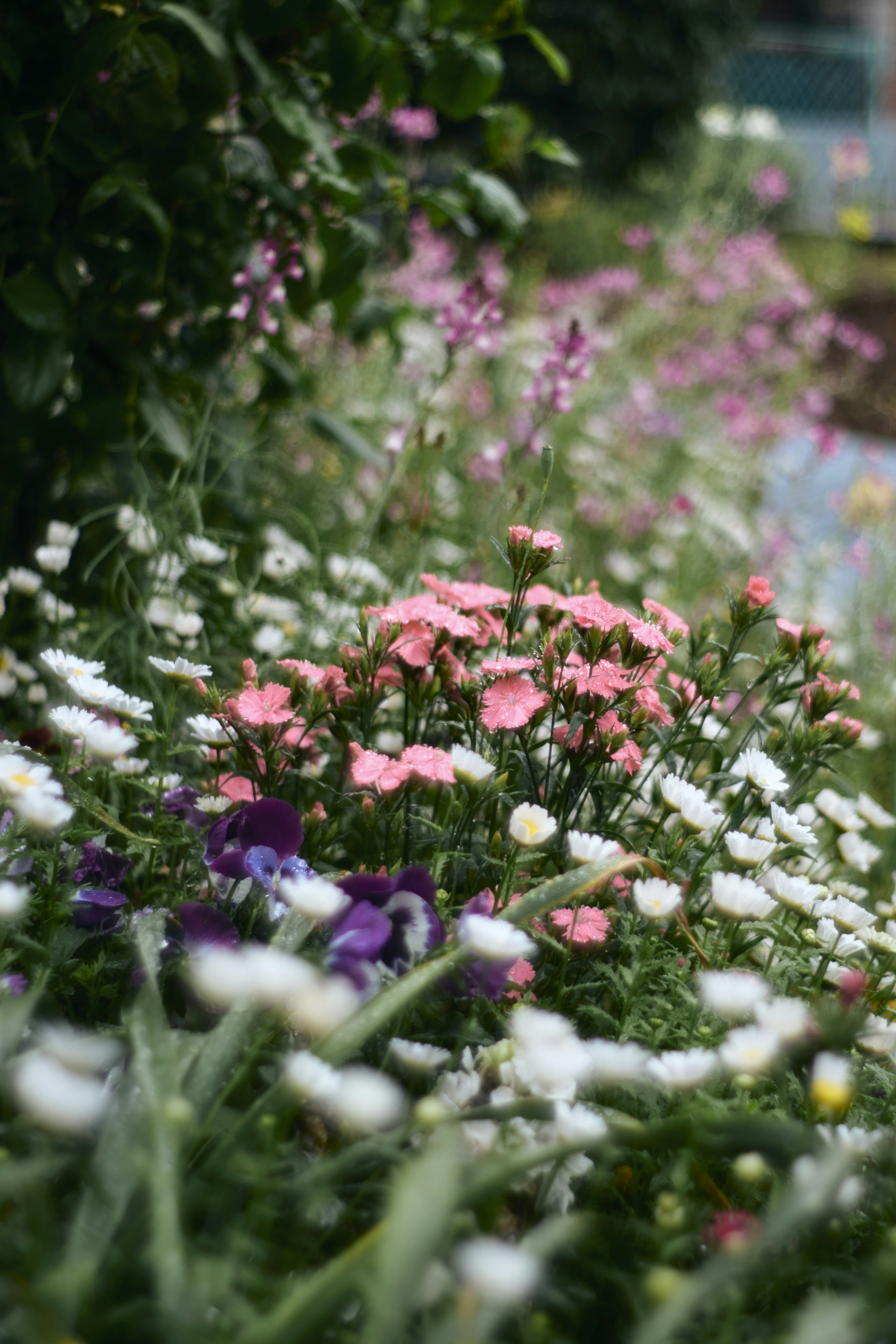 ทิวทัศน์สวนที่มีดอกไม้หลากสีโดยเฉพาะสีชมพูและสีขาว