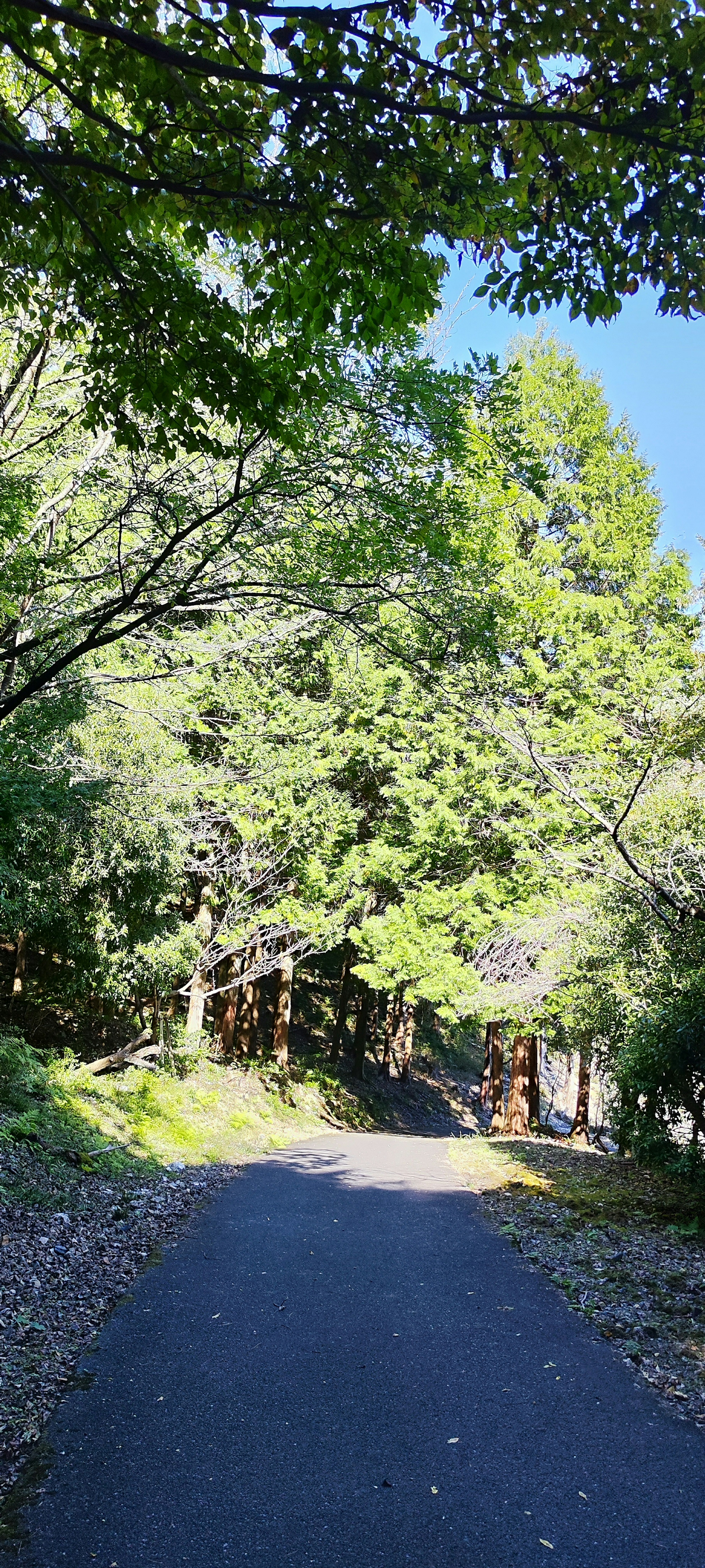 Paved path surrounded by lush green trees under a clear blue sky